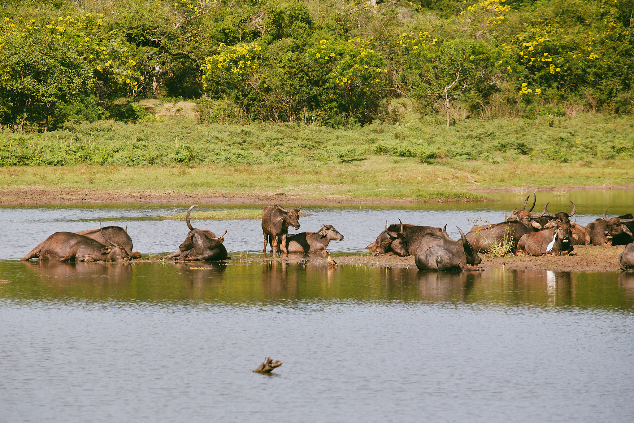 Yala National Reserve. Photographer Sonkina Tatiana (Tanya Ash)