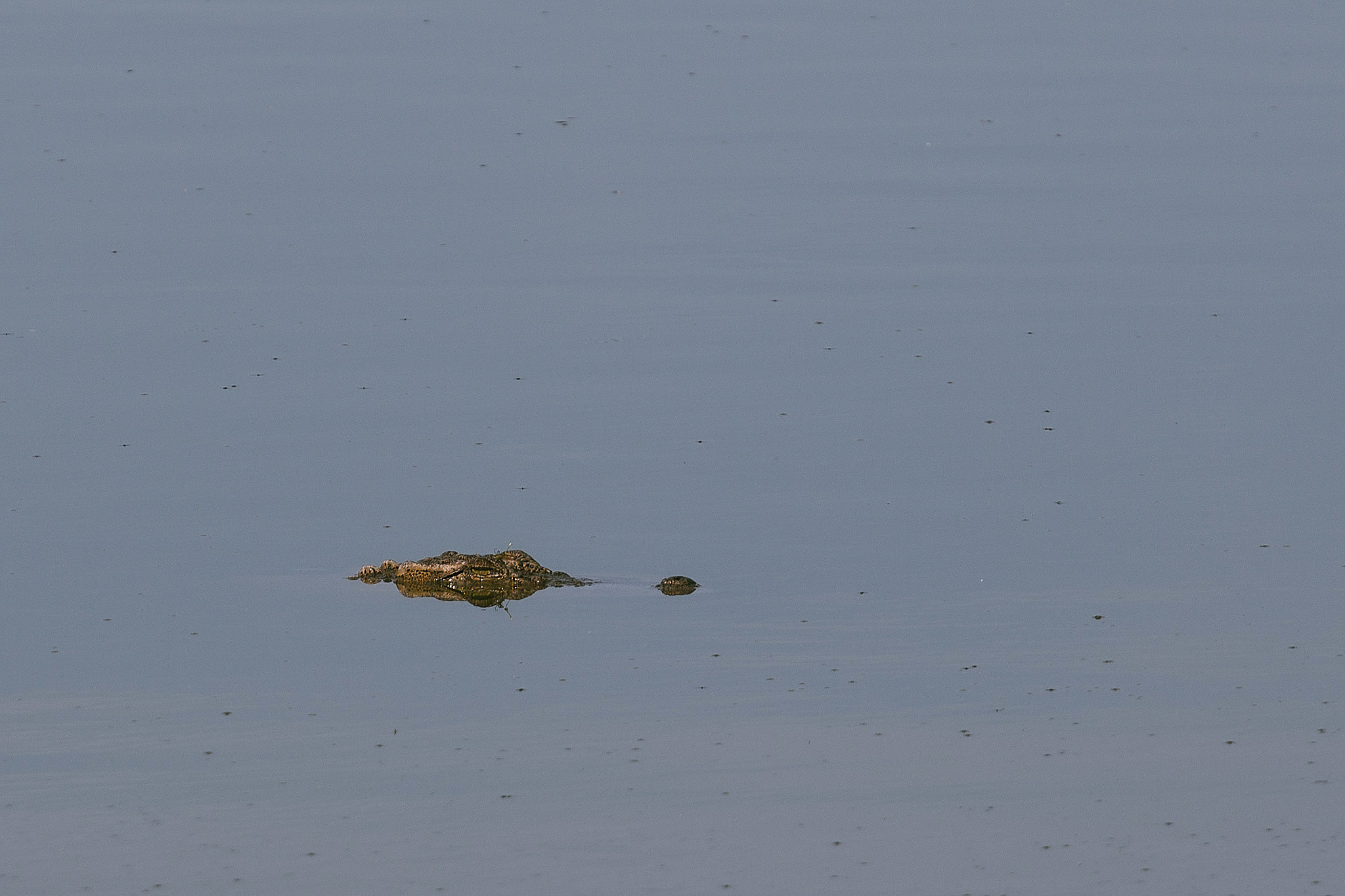 Yala National Reserve. Photographer Sonkina Tatiana (Tanya Ash)