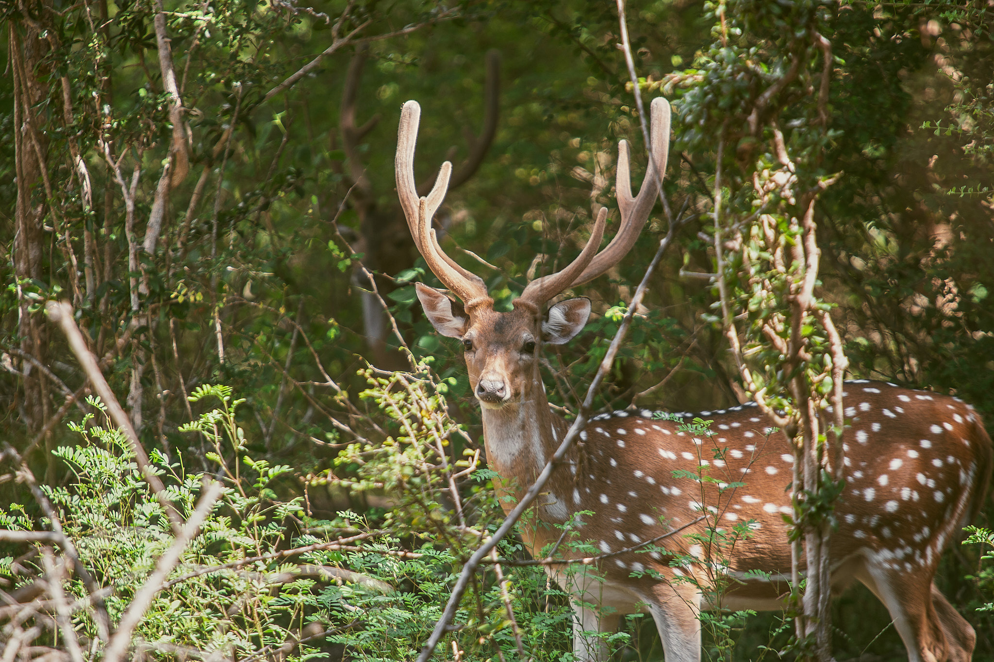 Yala National Reserve. Photographer Sonkina Tatiana (Tanya Ash)
