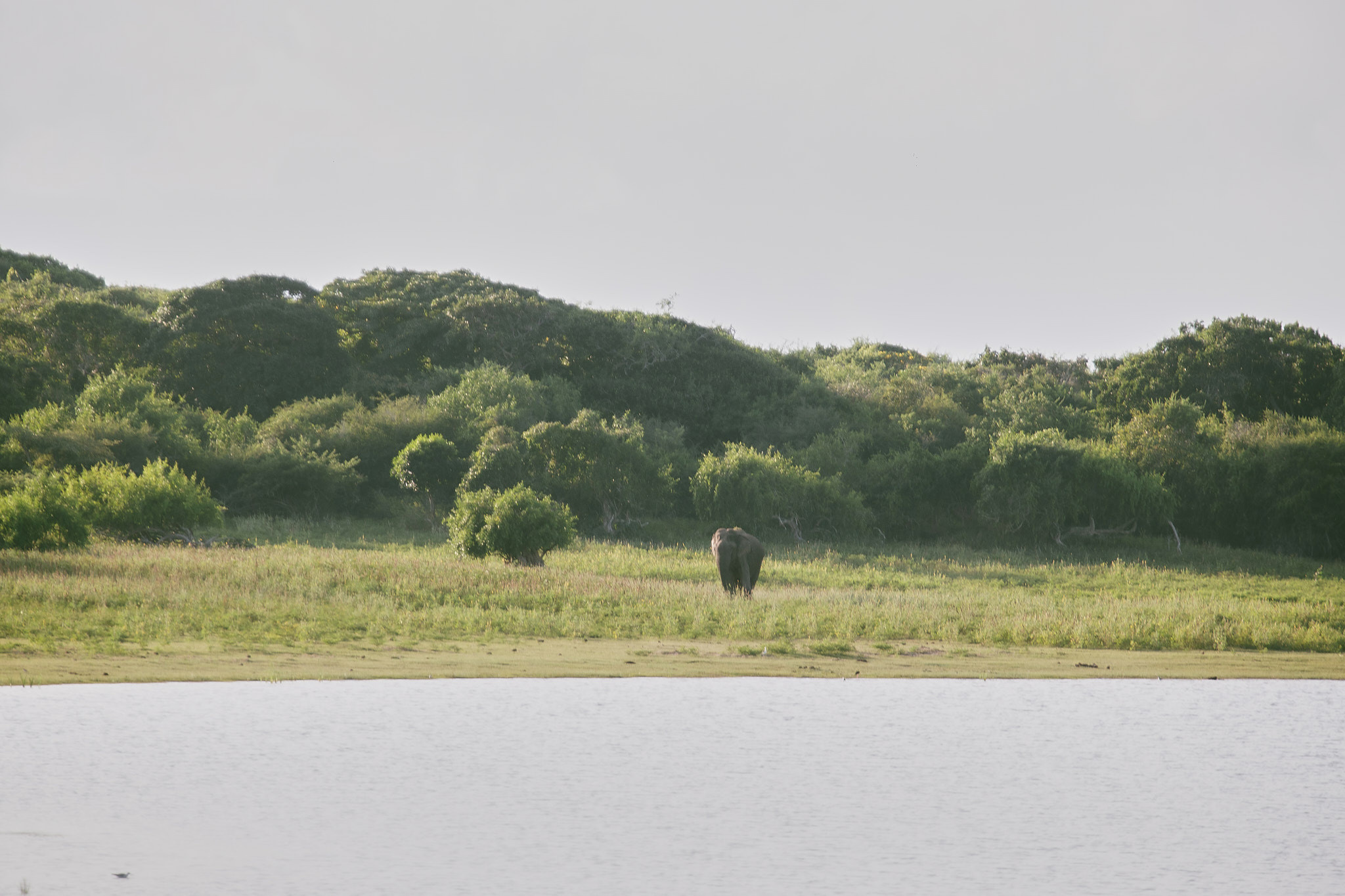 Yala National Reserve. Photographer Sonkina Tatiana (Tanya Ash)