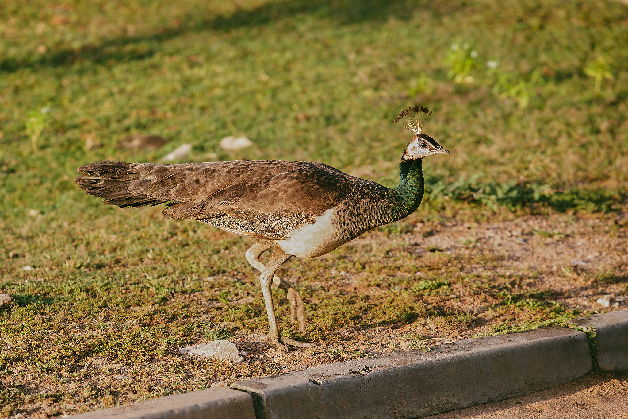 Yala National Reserve. Photographer Sonkina Tatiana (Tanya Ash)
