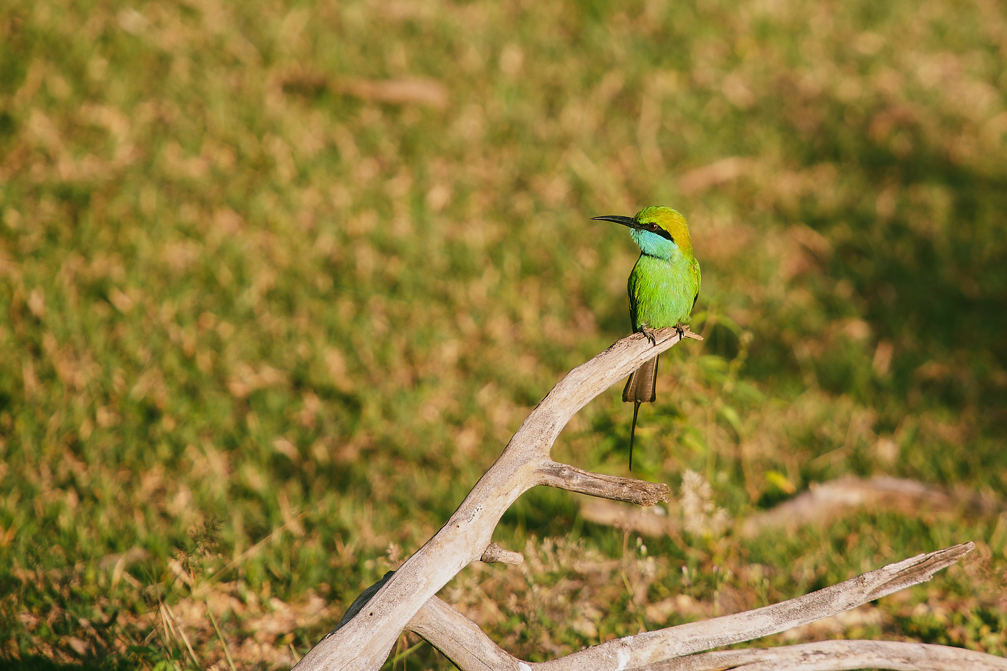 Yala National Reserve. Photographer Sonkina Tatiana (Tanya Ash)