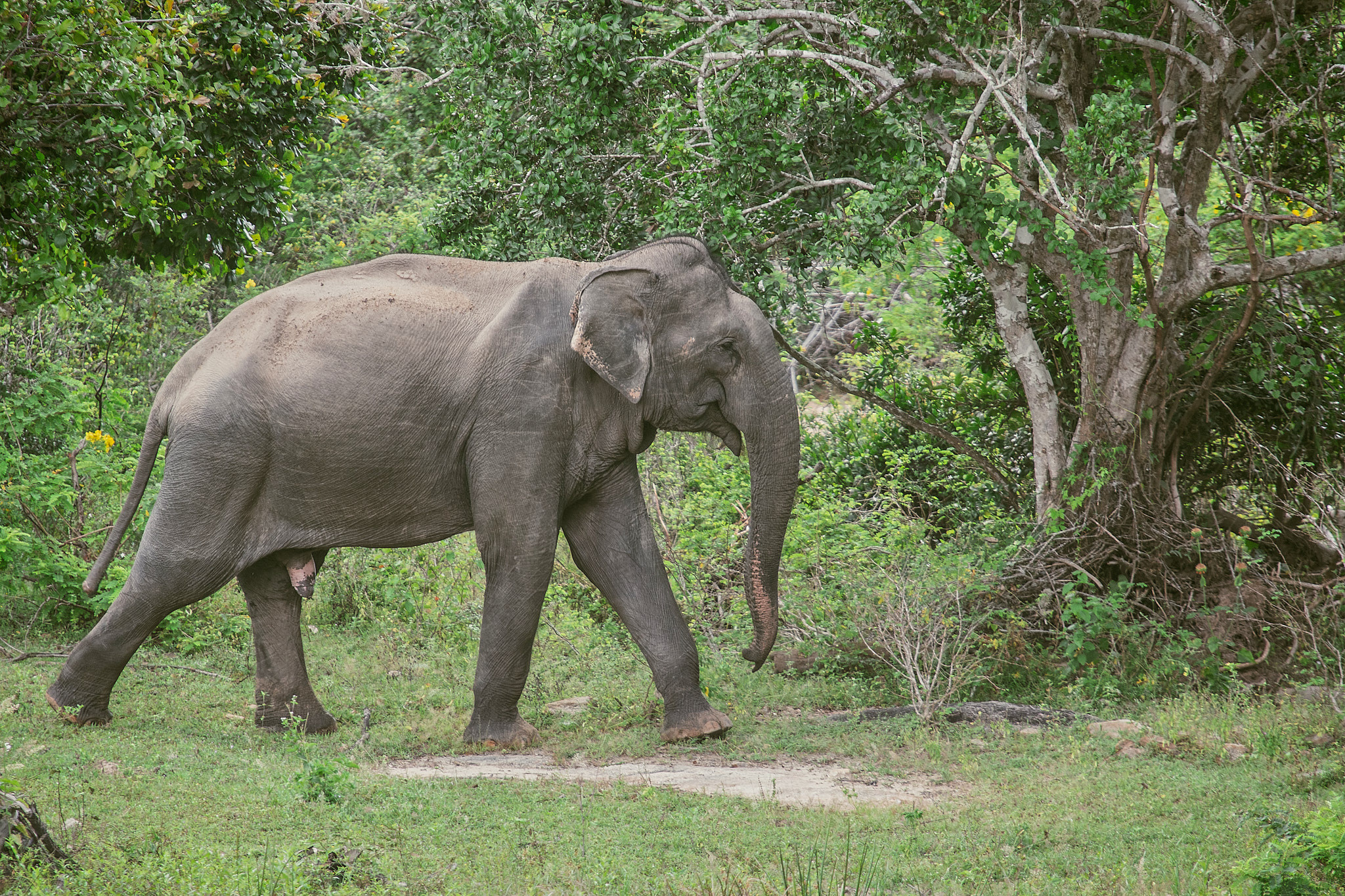Yala National Reserve. Photographer Sonkina Tatiana (Tanya Ash)