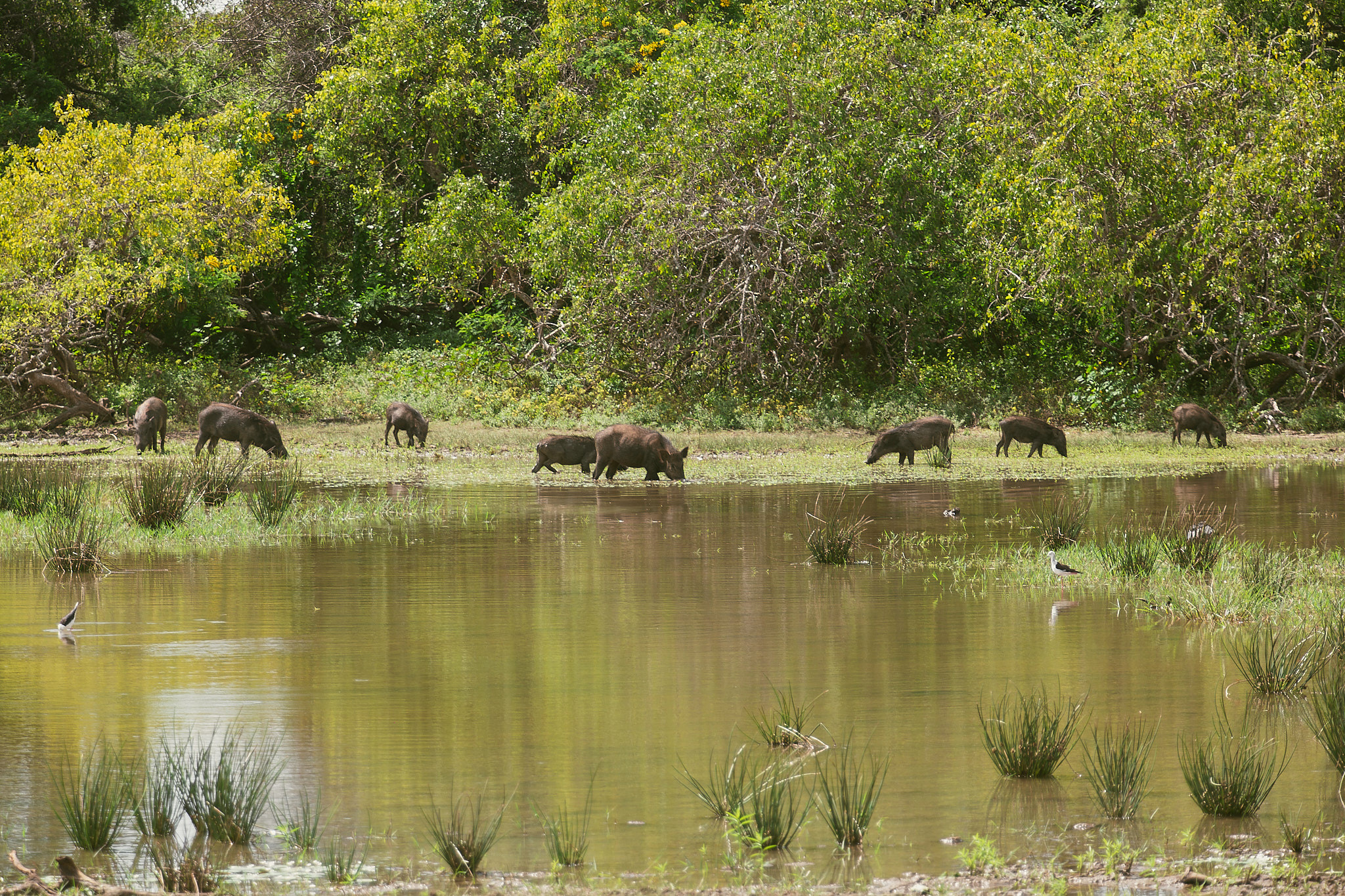 Yala National Reserve. Photographer Sonkina Tatiana (Tanya Ash)