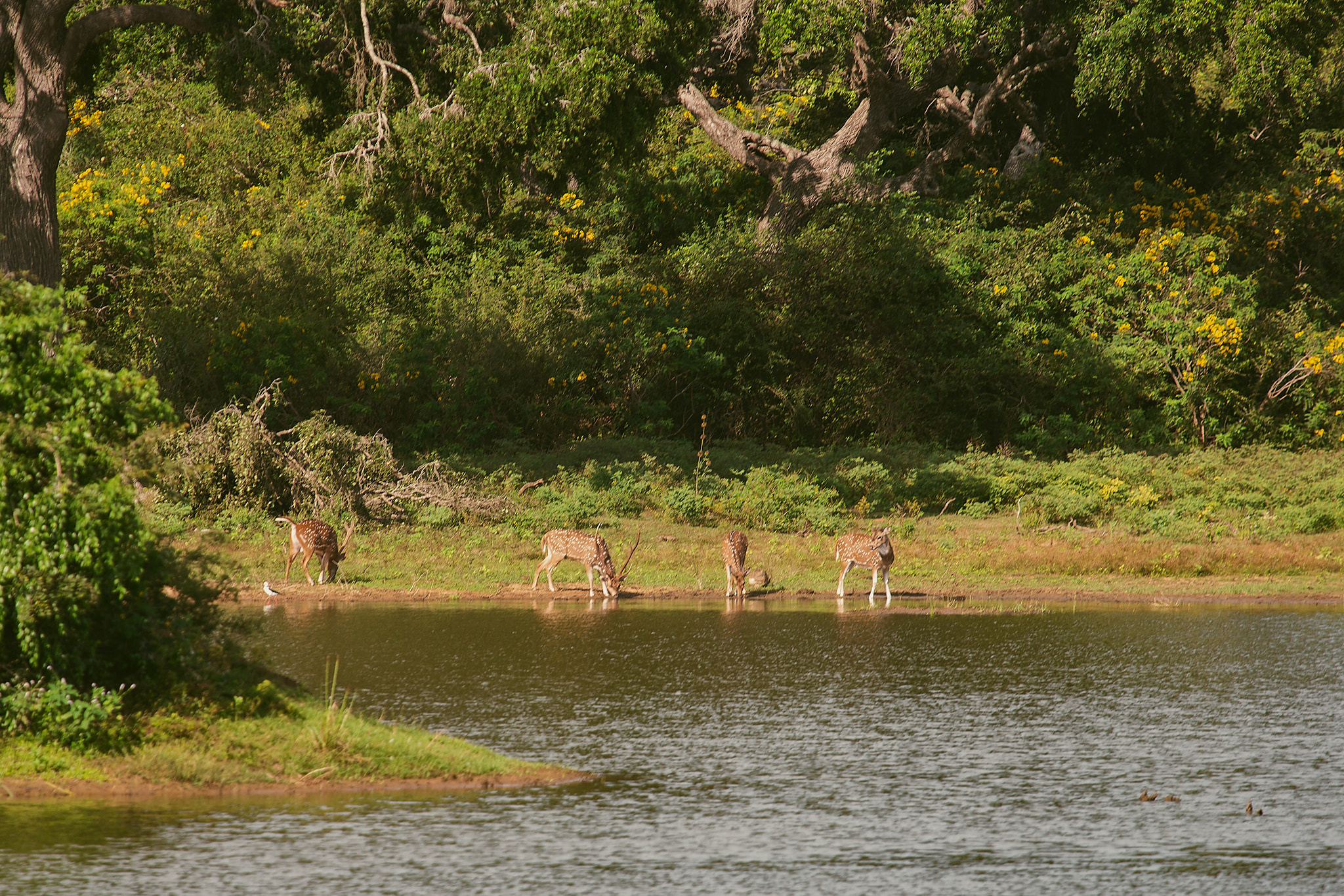Yala National Reserve. Photographer Sonkina Tatiana (Tanya Ash)