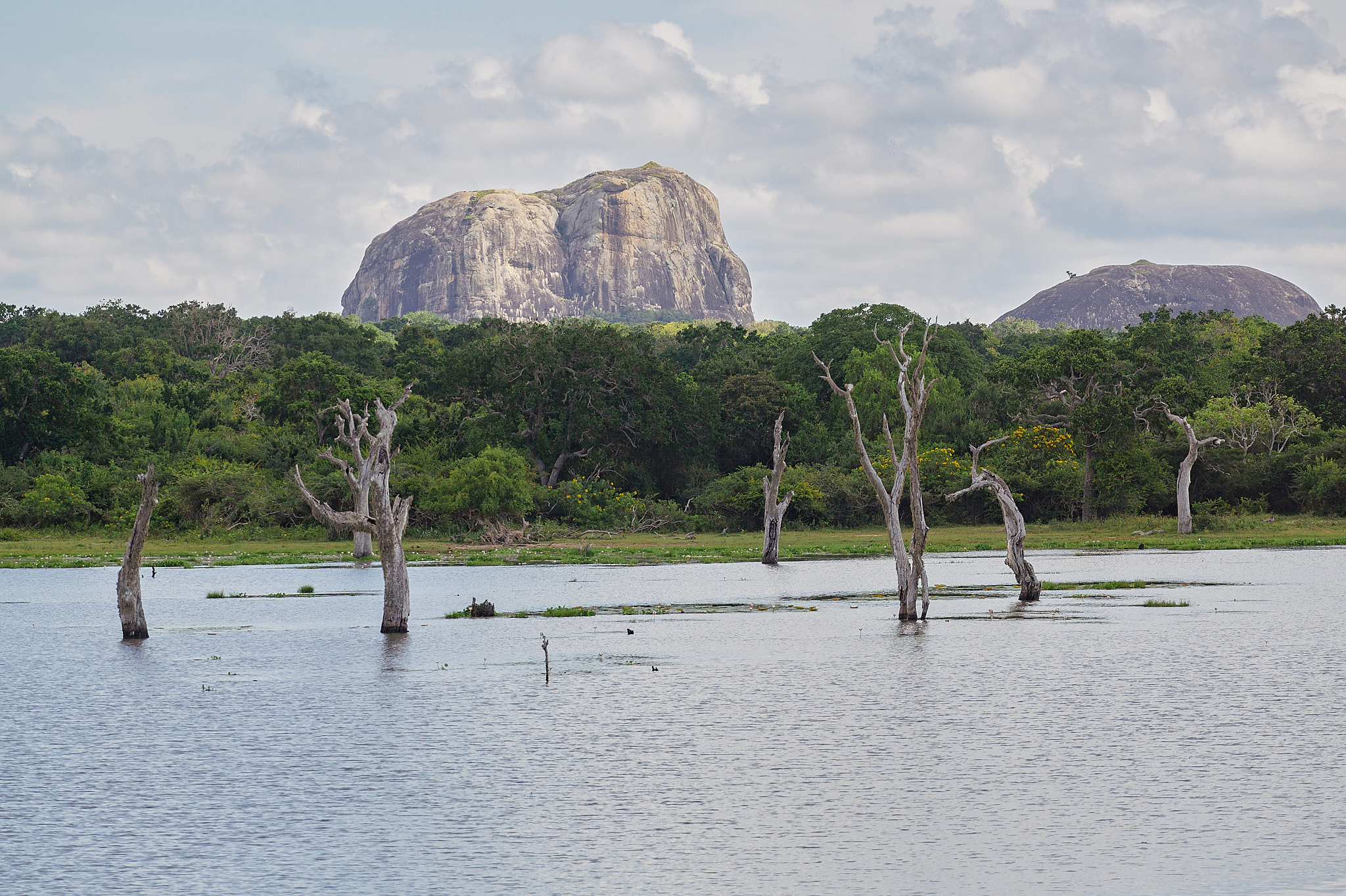 Yala National Reserve. Photographer Sonkina Tatiana (Tanya Ash)