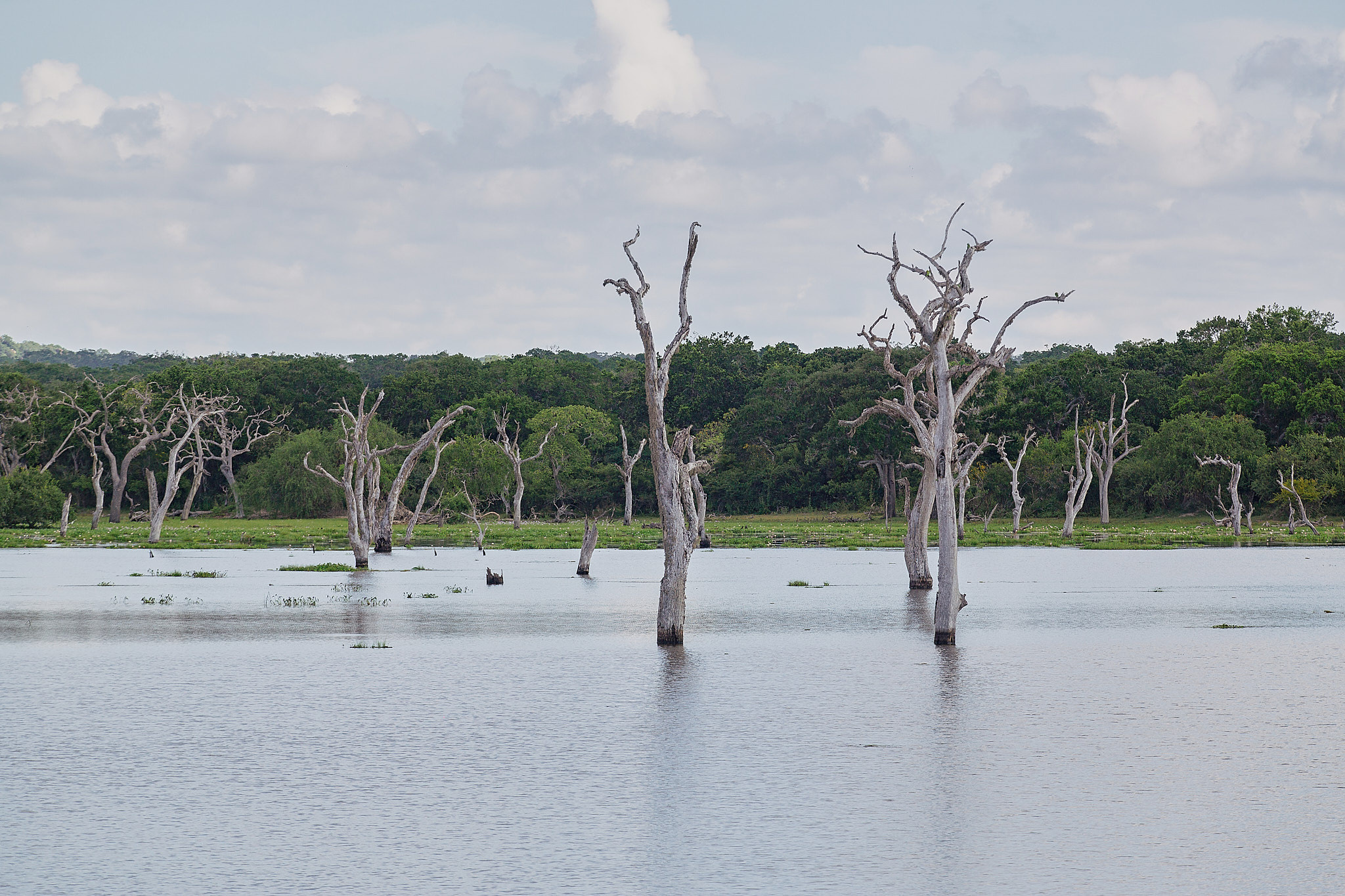 Yala National Reserve. Photographer Sonkina Tatiana (Tanya Ash)