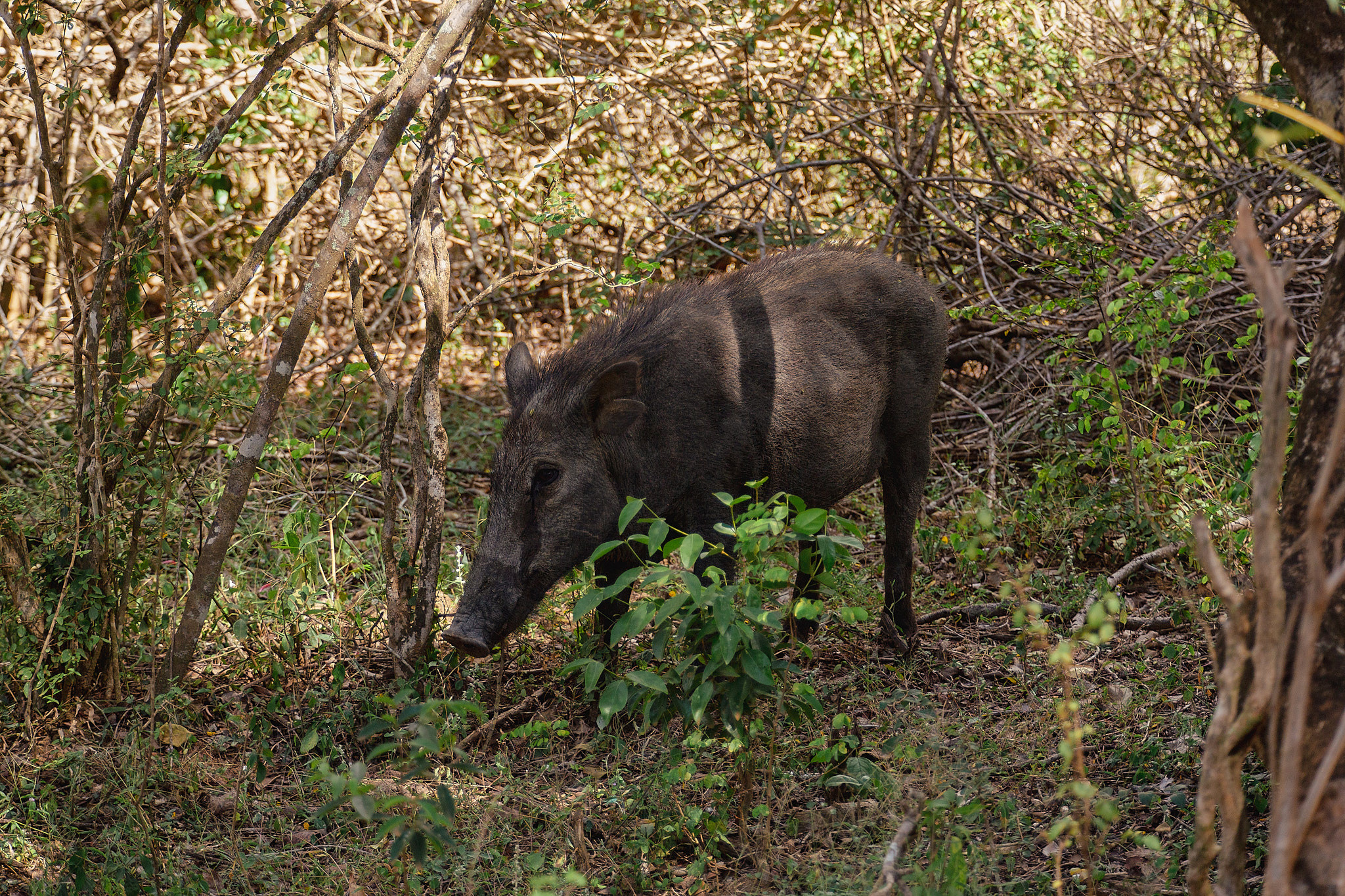 Yala National Reserve. Photographer Sonkina Tatiana (Tanya Ash)