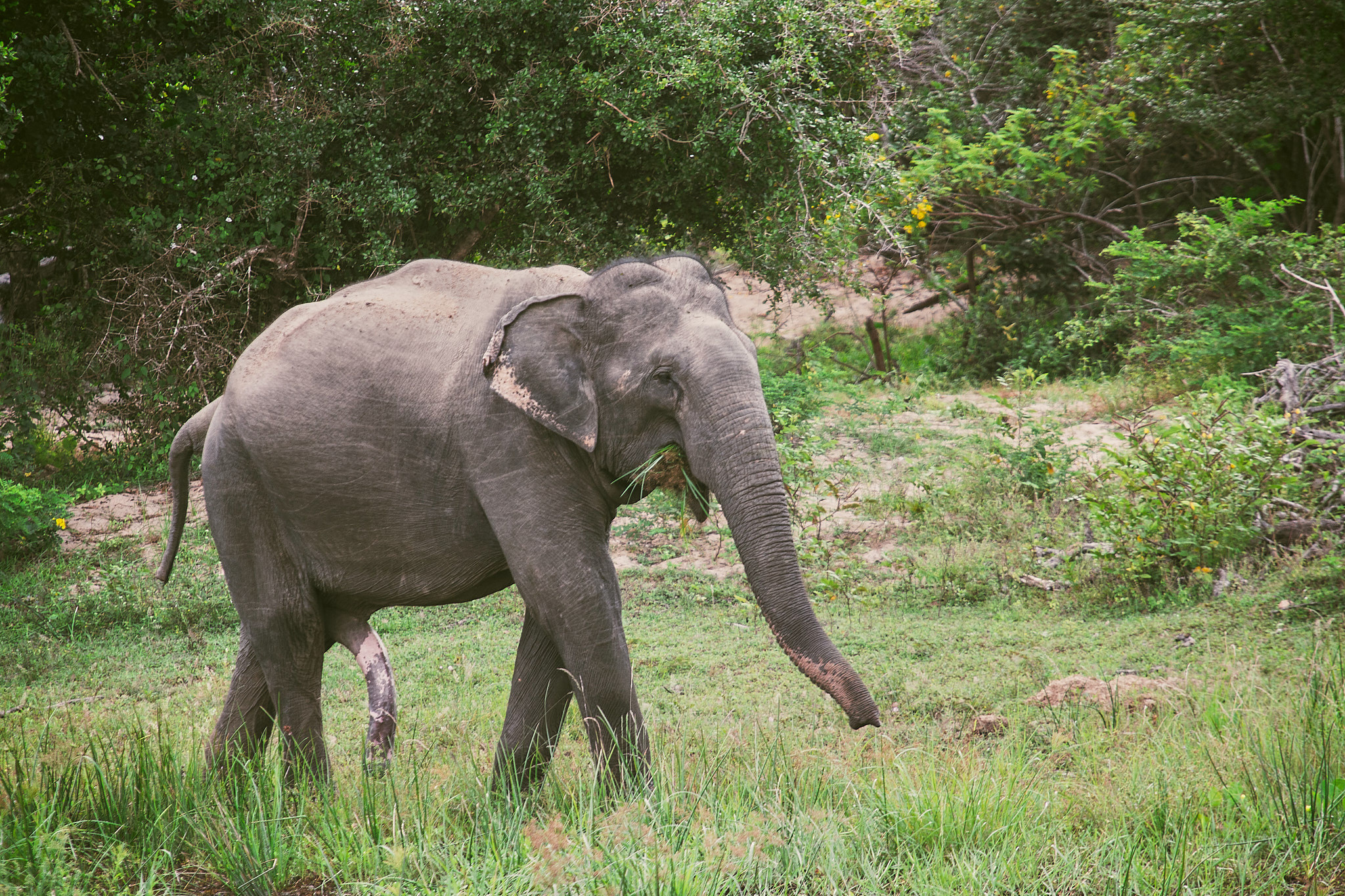 Yala National Reserve. Photographer Sonkina Tatiana (Tanya Ash)