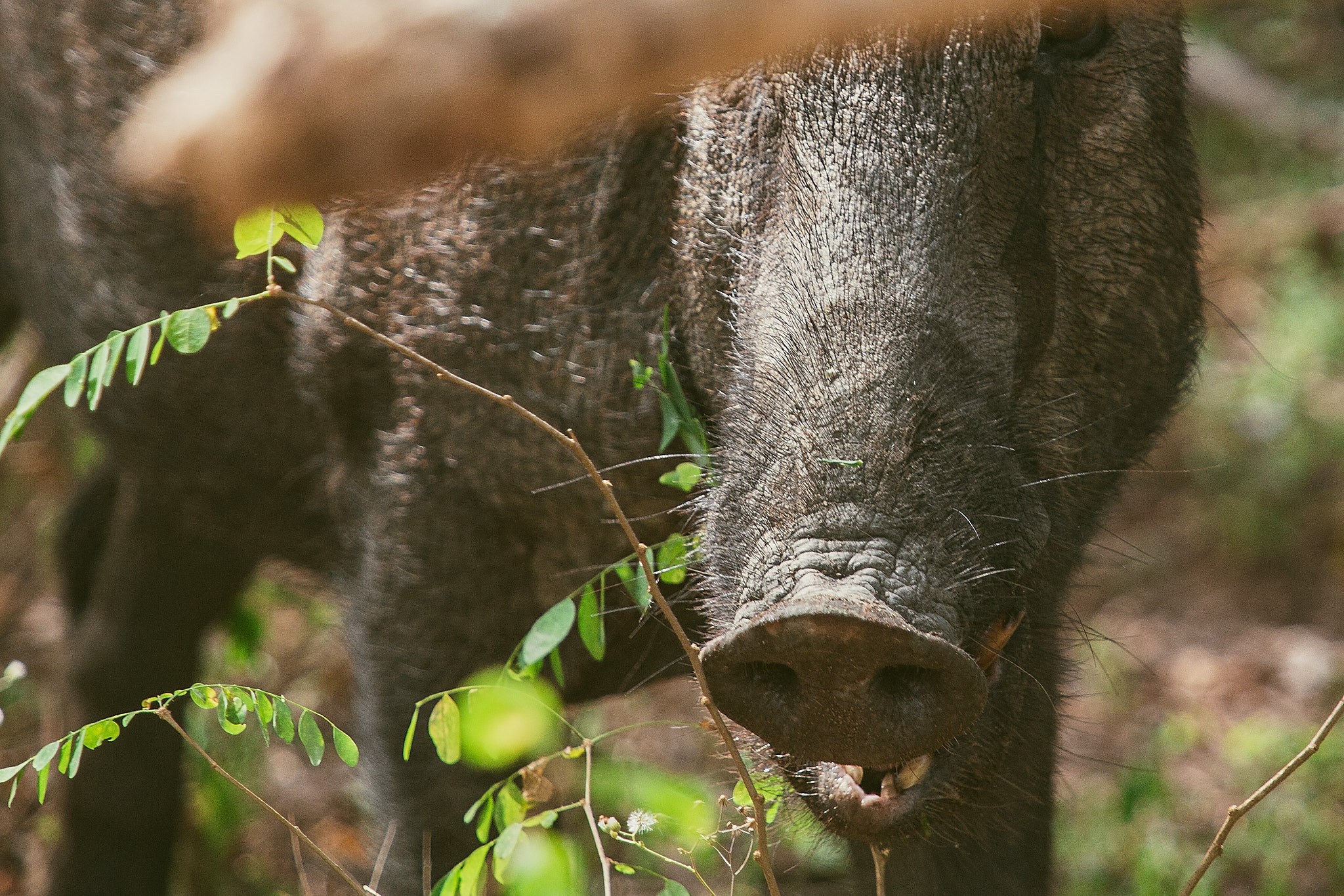 Yala National Reserve. Photographer Sonkina Tatiana (Tanya Ash)