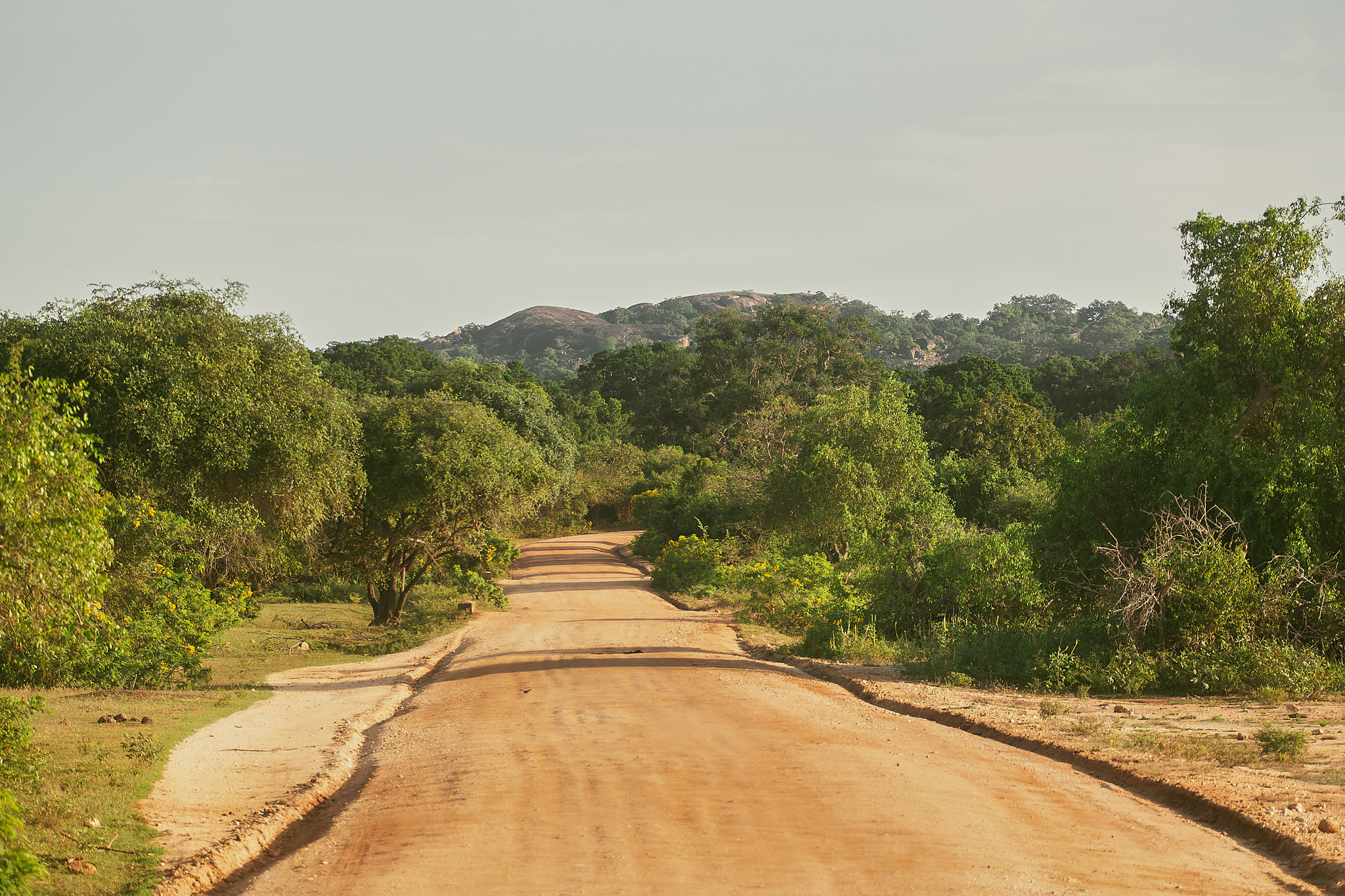 Yala National Reserve. Photographer Sonkina Tatiana (Tanya Ash)
