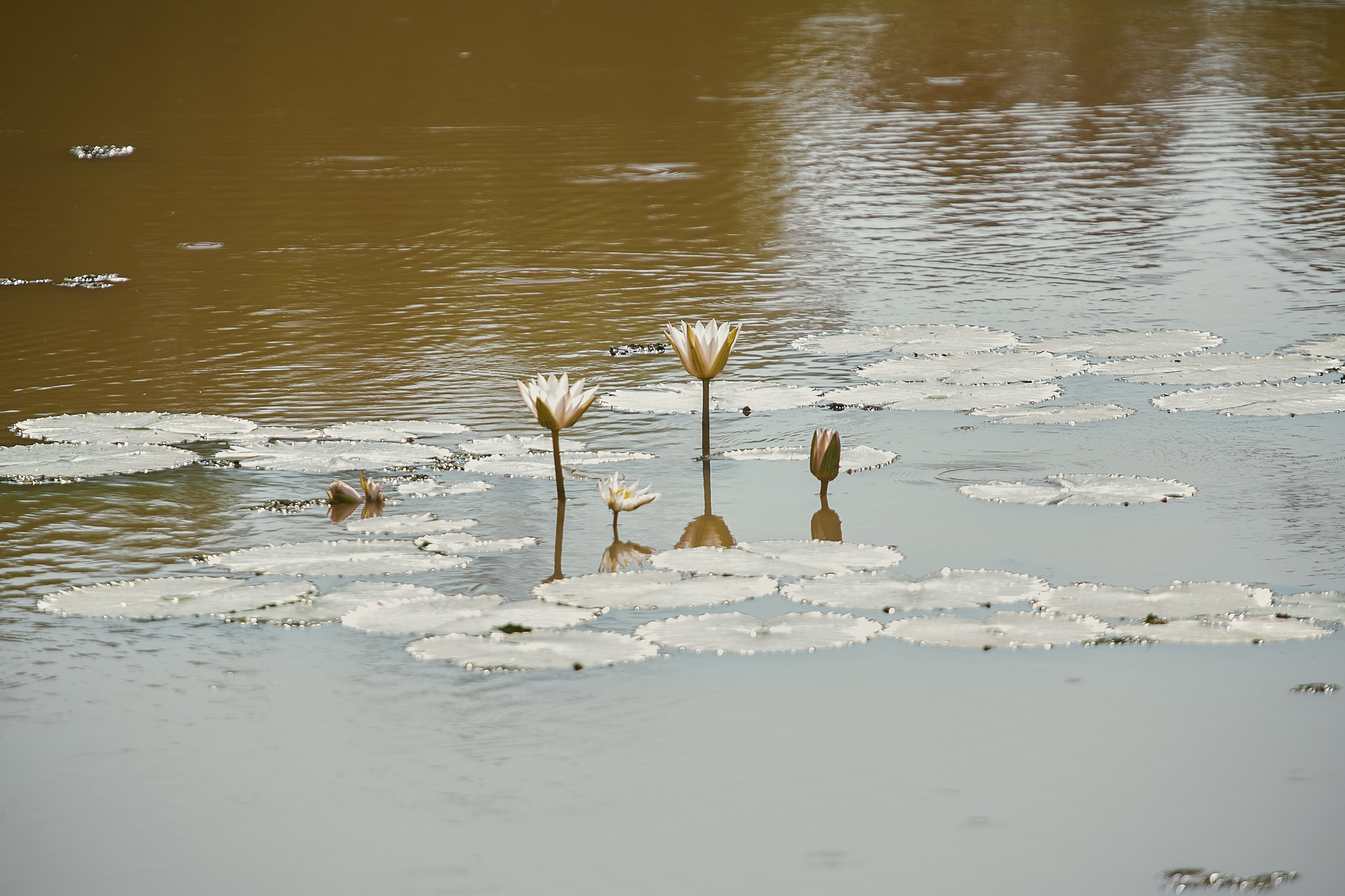 Yala National Reserve. Photographer Sonkina Tatiana (Tanya Ash)