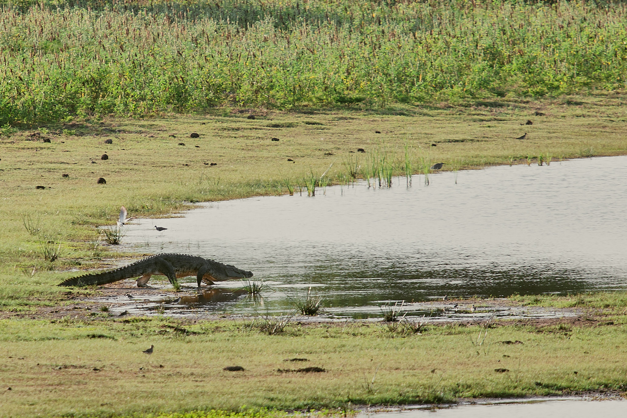 Yala National Reserve. Photographer Sonkina Tatiana (Tanya Ash)