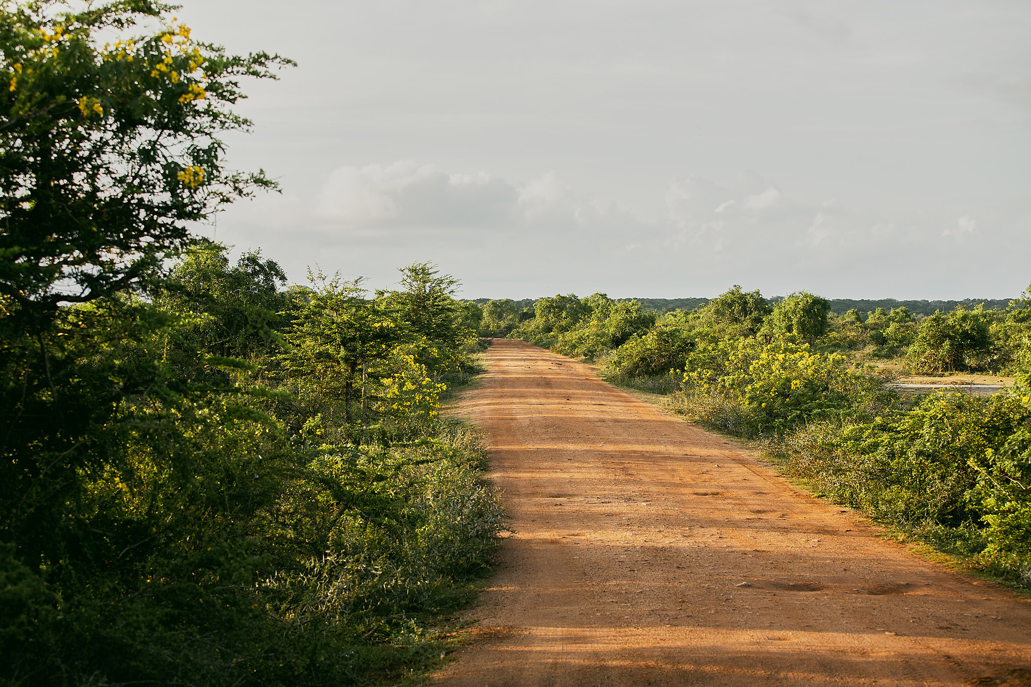 Yala National Reserve. Photographer Sonkina Tatiana (Tanya Ash)