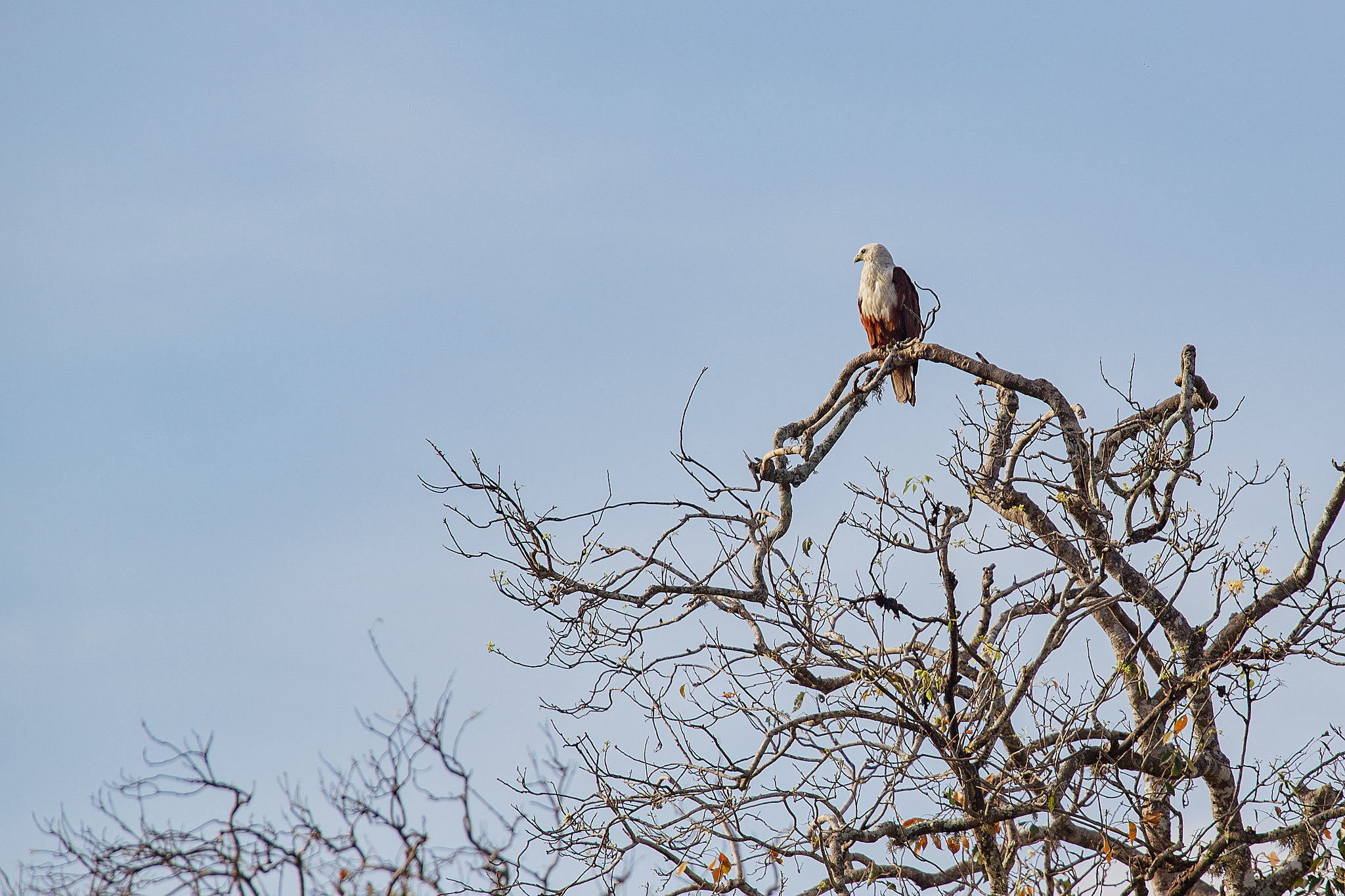 Yala National Reserve. Photographer Sonkina Tatiana (Tanya Ash)