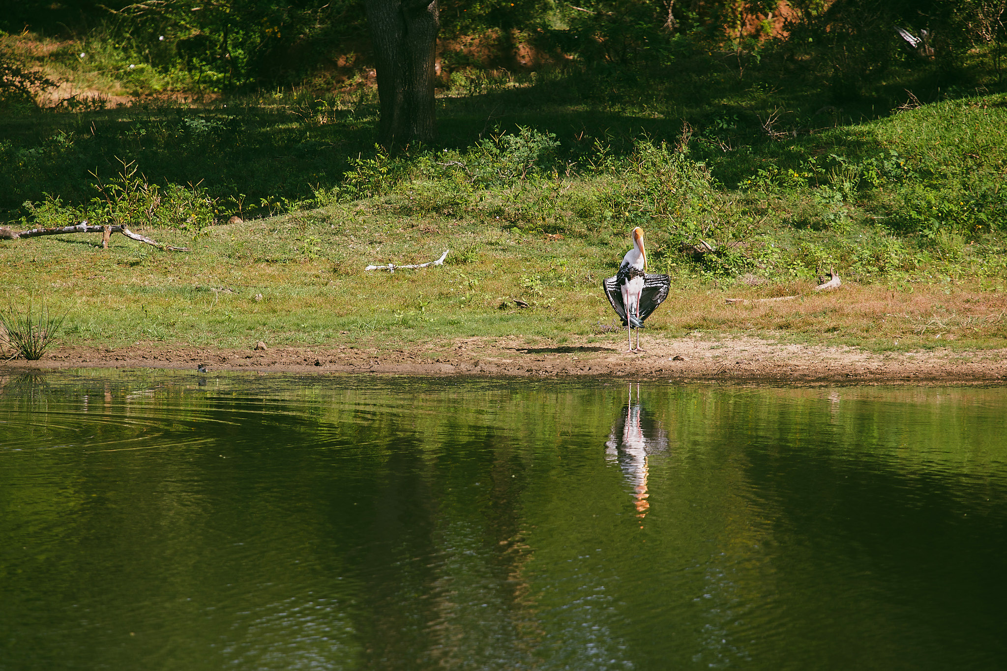 Yala National Reserve. Photographer Sonkina Tatiana (Tanya Ash)