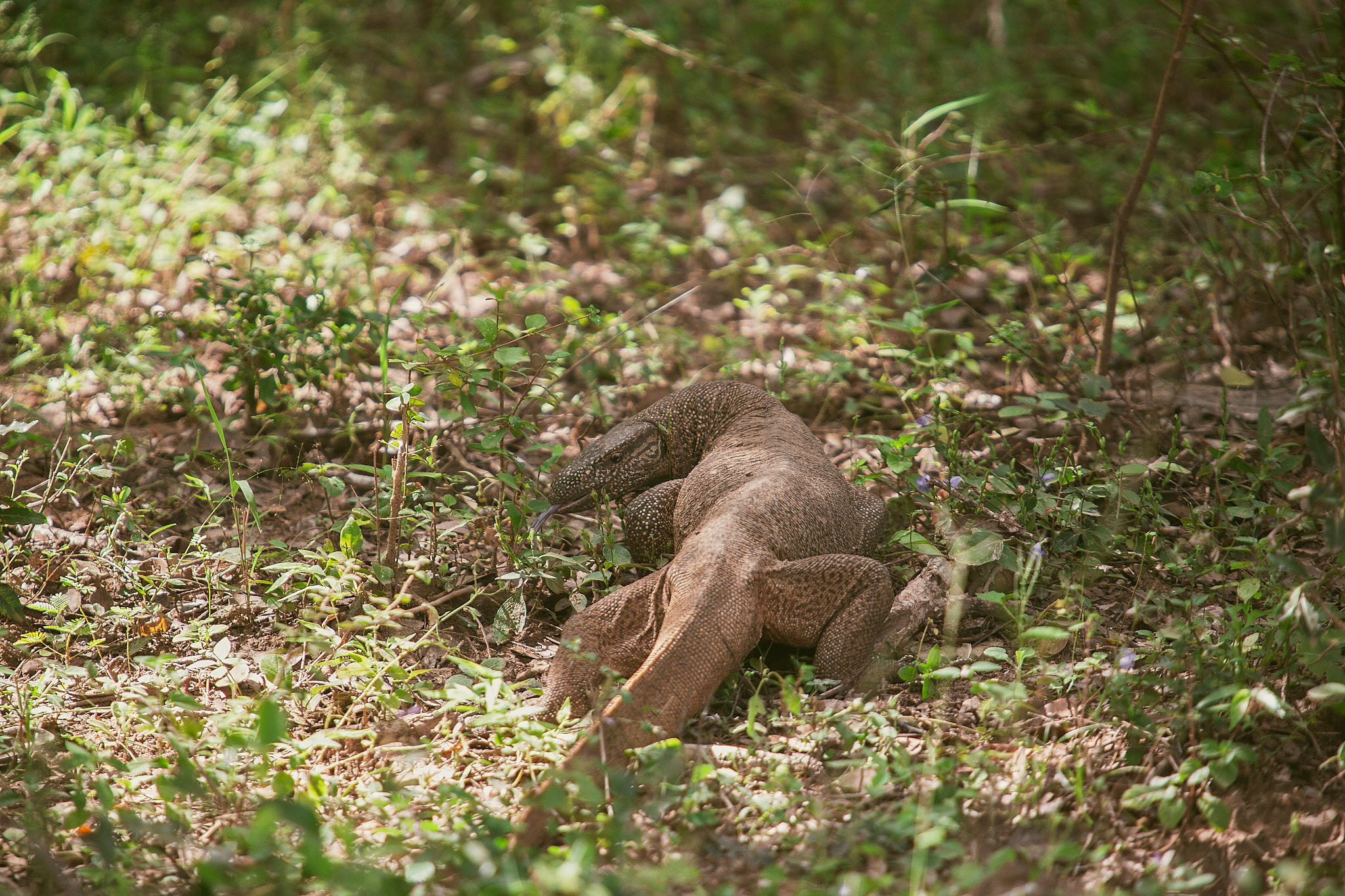 Yala National Reserve. Photographer Sonkina Tatiana (Tanya Ash)