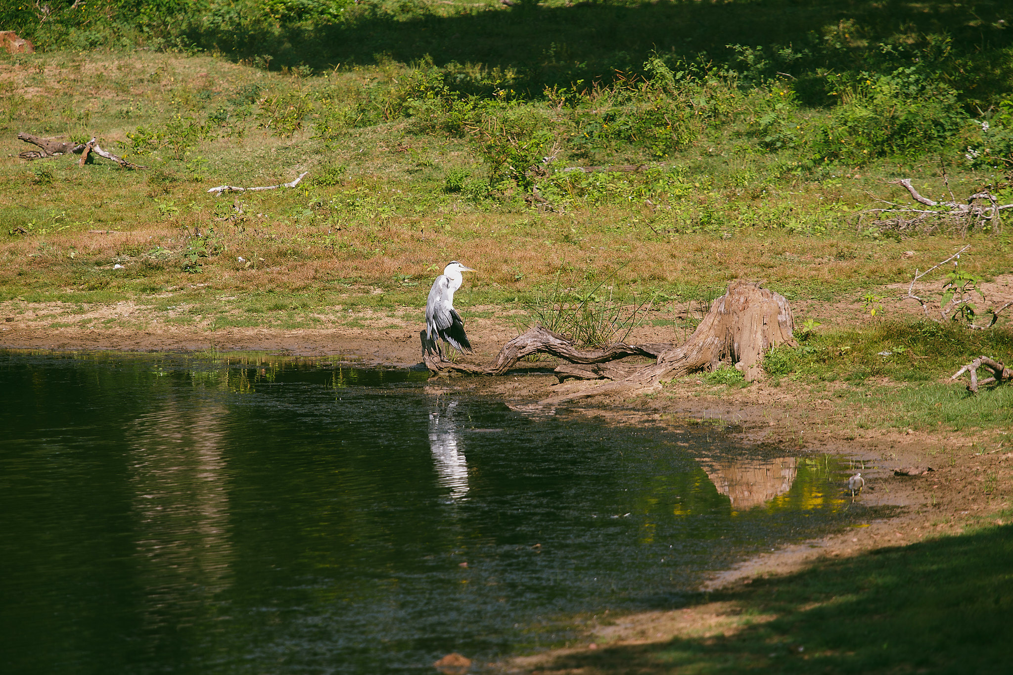 Yala National Reserve. Photographer Sonkina Tatiana (Tanya Ash)