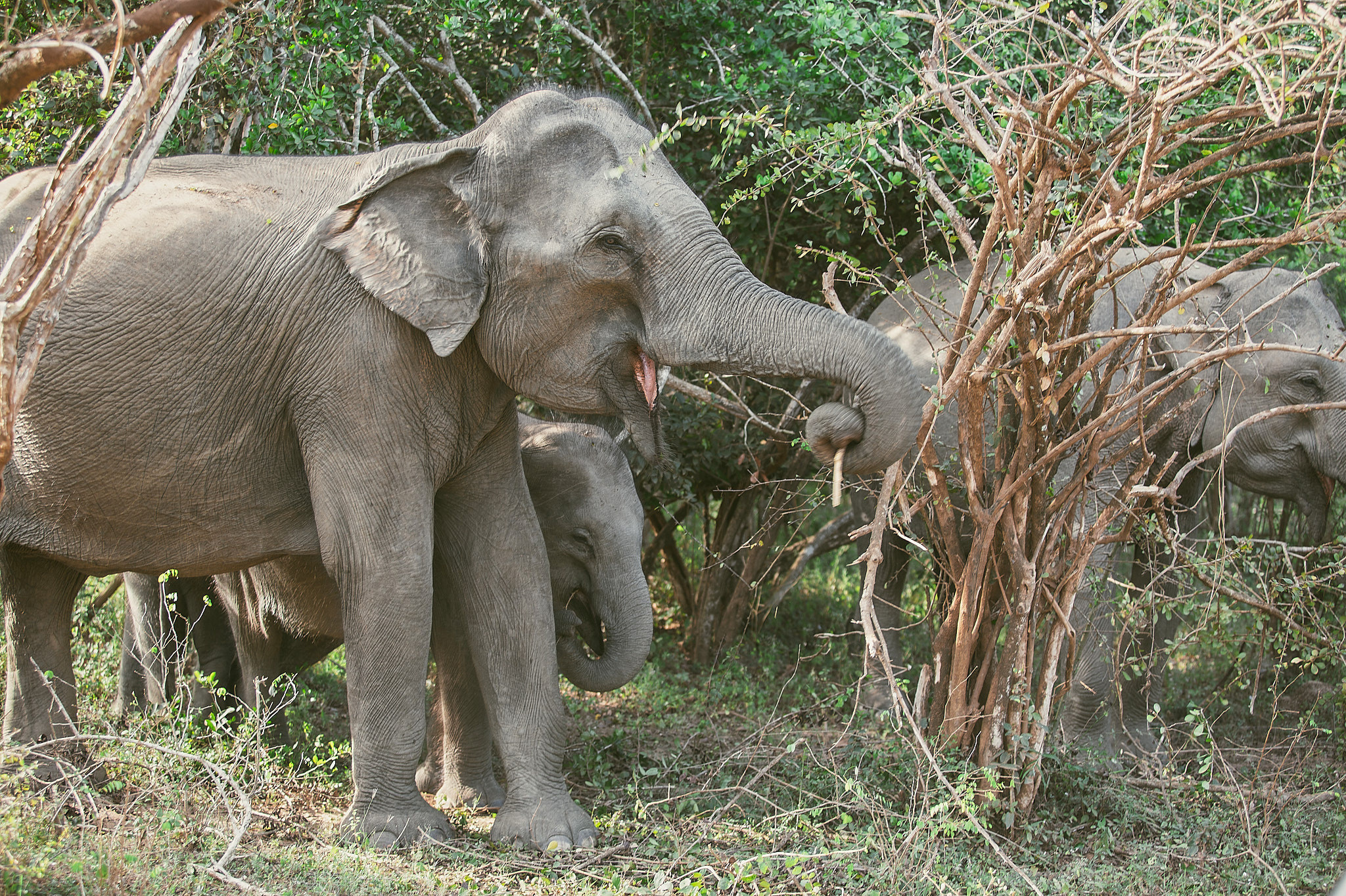 Yala National Reserve. Photographer Sonkina Tatiana (Tanya Ash)