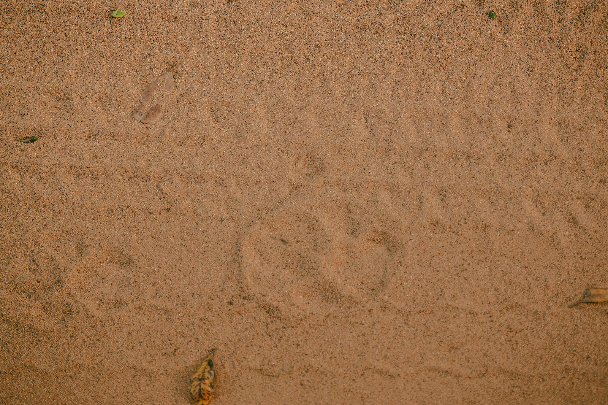 Yala National Reserve. Photographer Sonkina Tatiana (Tanya Ash)