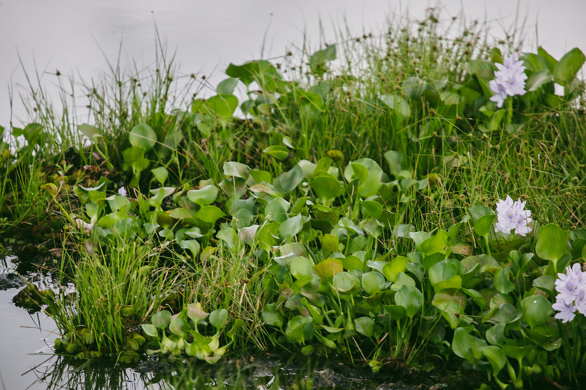 Yala National Reserve. Photographer Sonkina Tatiana (Tanya Ash)