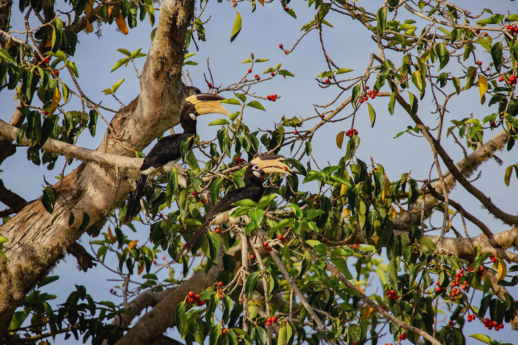 Yala National Reserve. Photographer Sonkina Tatiana (Tanya Ash)