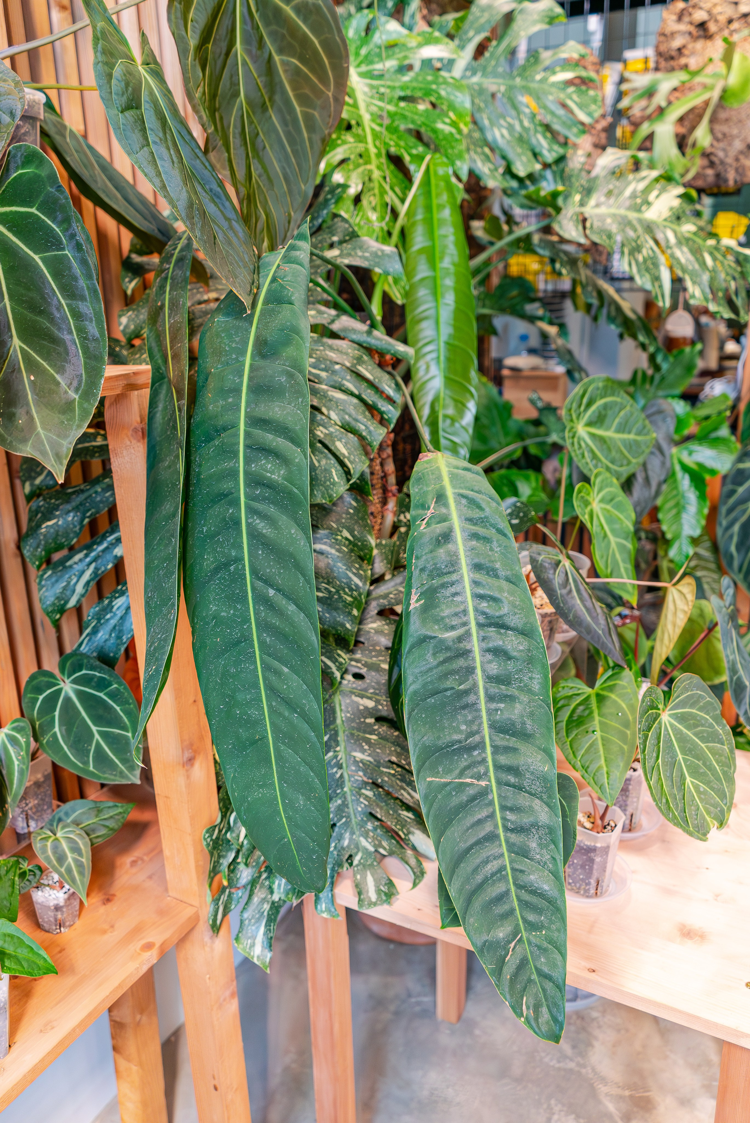 Make more plants. Александра Куликова фотограф, Москва