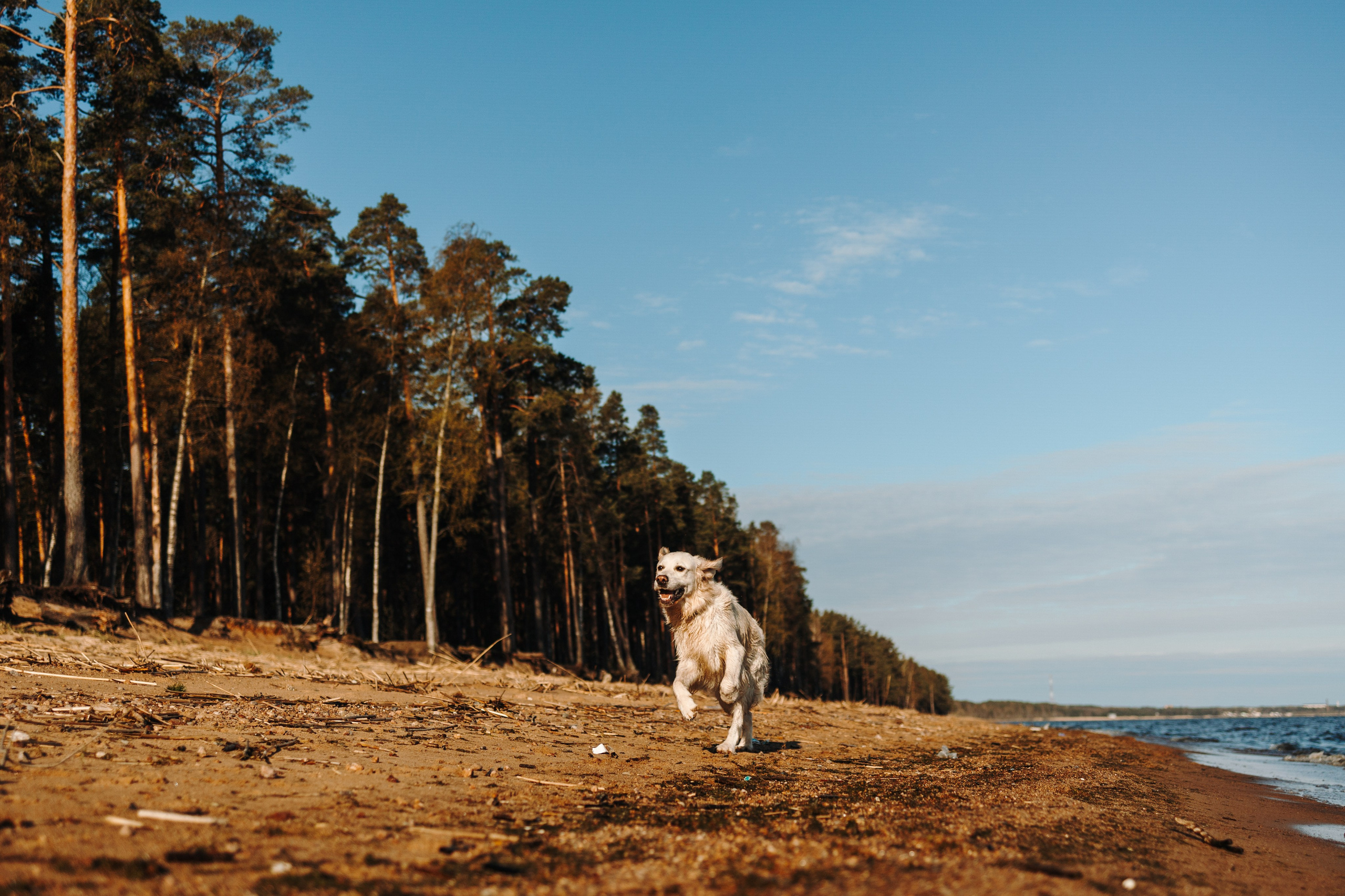 Катя и ее девочки. Фотограф — Анималист | Санкт-Петербург
