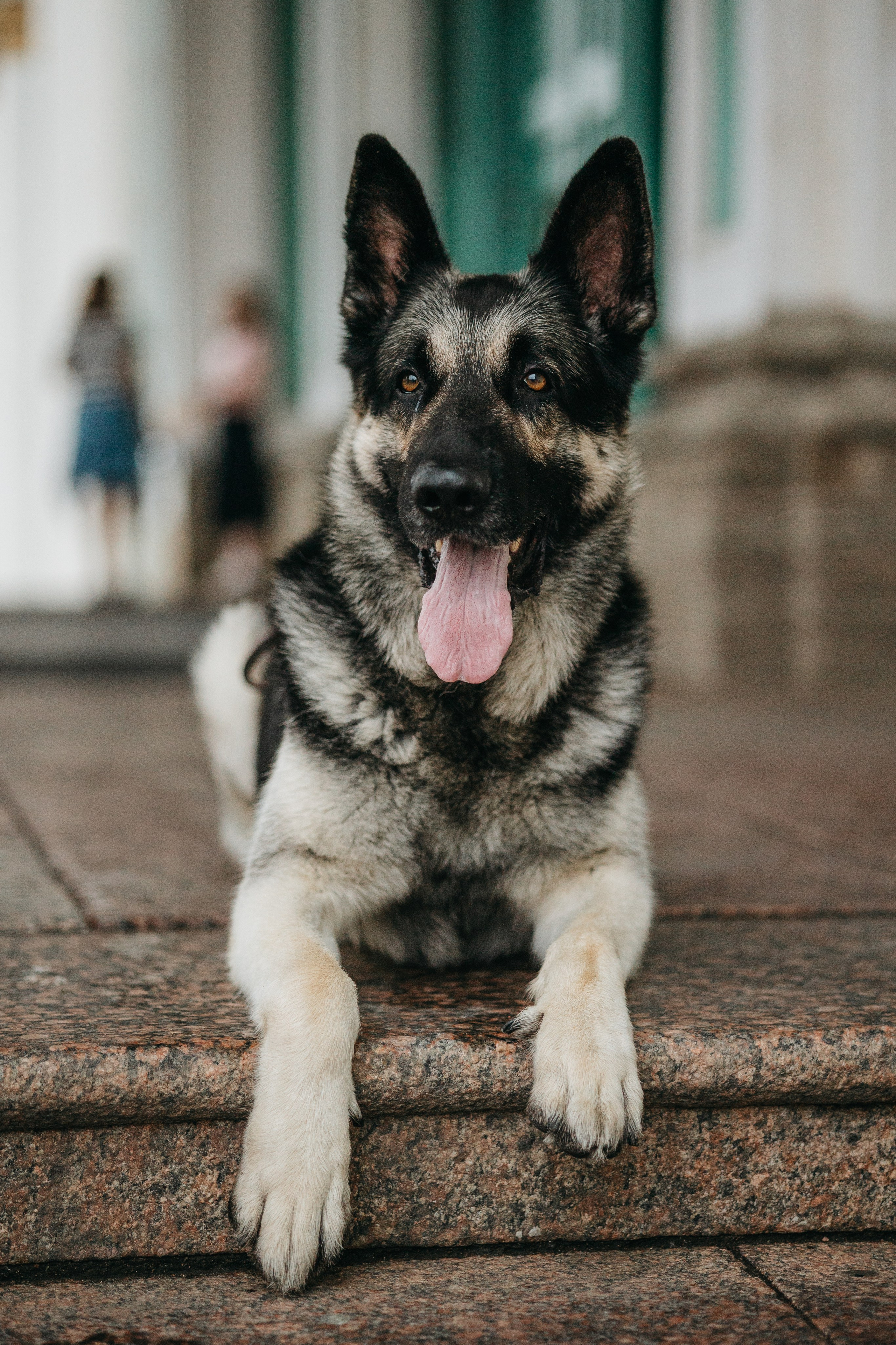Рей и Ксения. Фотограф — Анималист | Санкт-Петербург