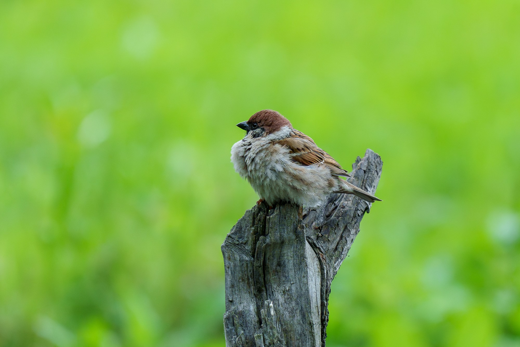 Удивительные мир птиц. Вокруг нас столько прекрасного — присмотритесь!. Ваш личный фотограф Марина Волкова