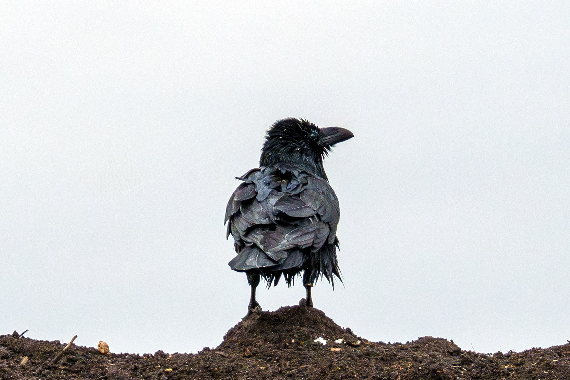 Удивительные мир птиц. Вокруг нас столько прекрасного — присмотритесь!. Ваш личный фотограф Марина Волкова