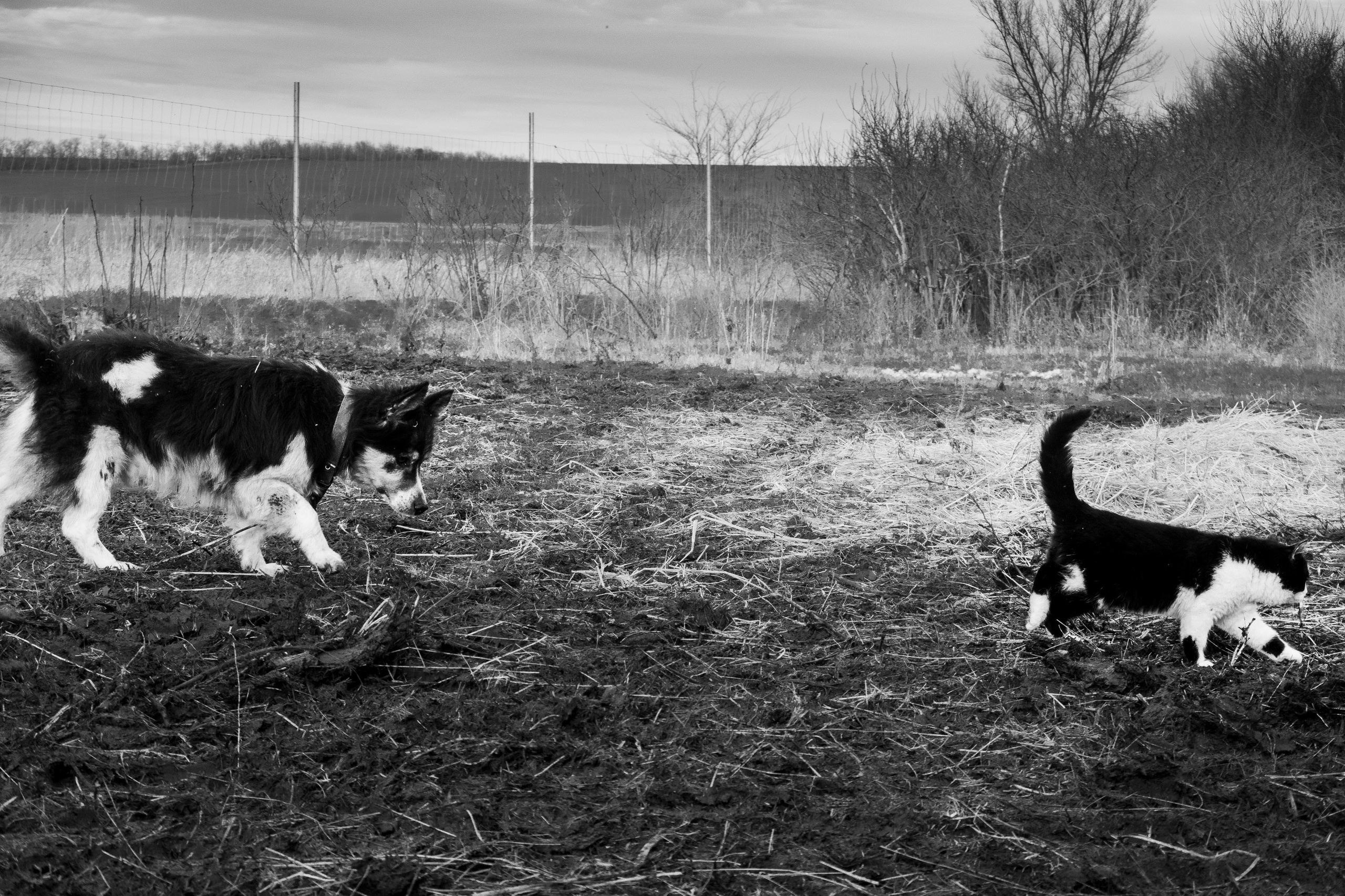 Ферма. Фотограф Антон Денисенко: Портрет, Документалистика, Пейзаж. Москва