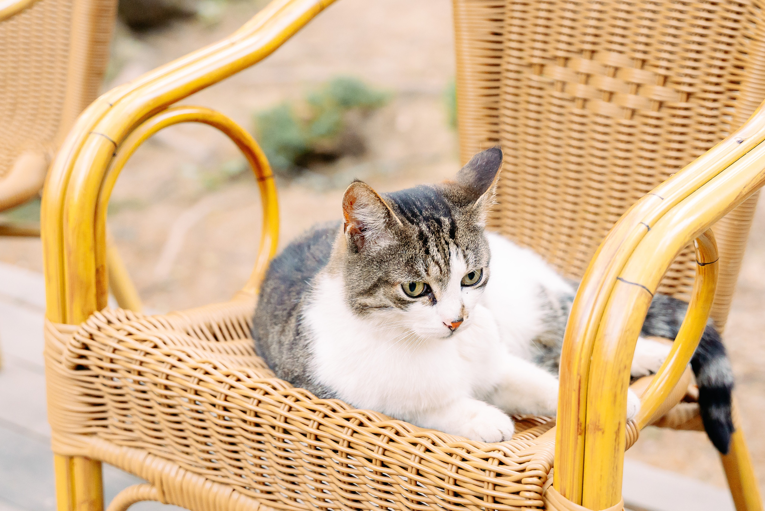 Юлия и Николай. Фотограф Юлия Попова