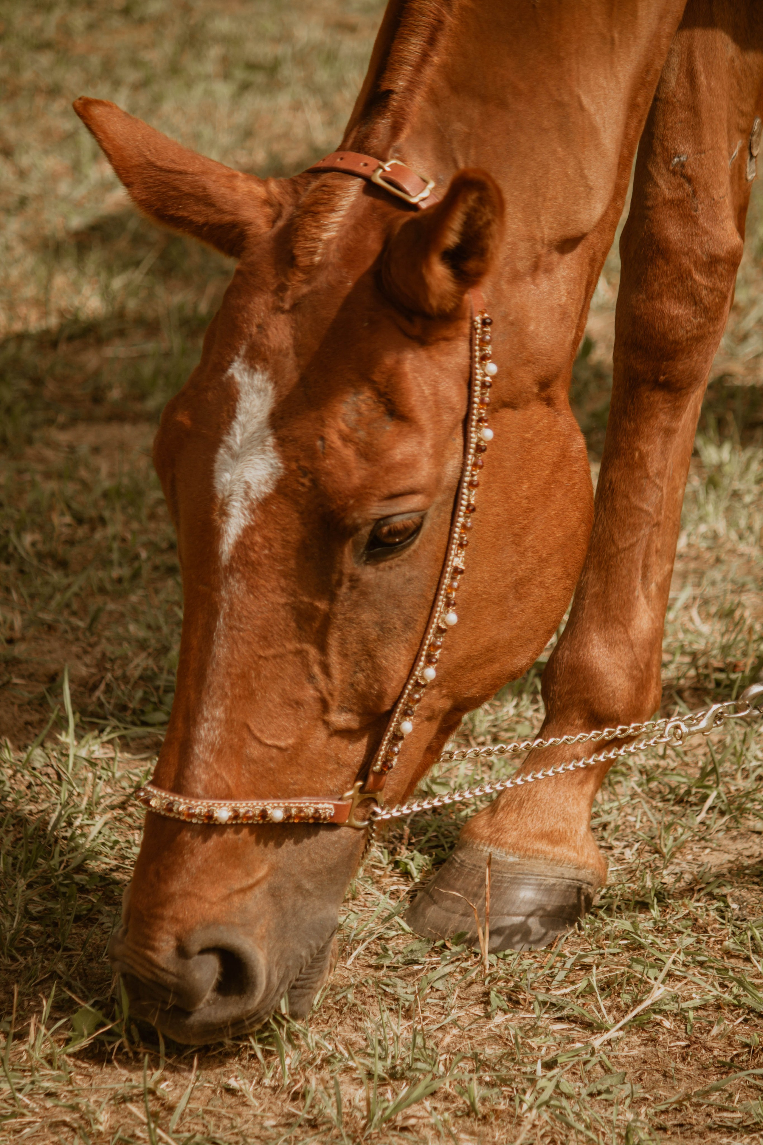 ИППОСФЕРА — Международная конная выставка. Создадим шедевр? Виталина и её фотоискусство