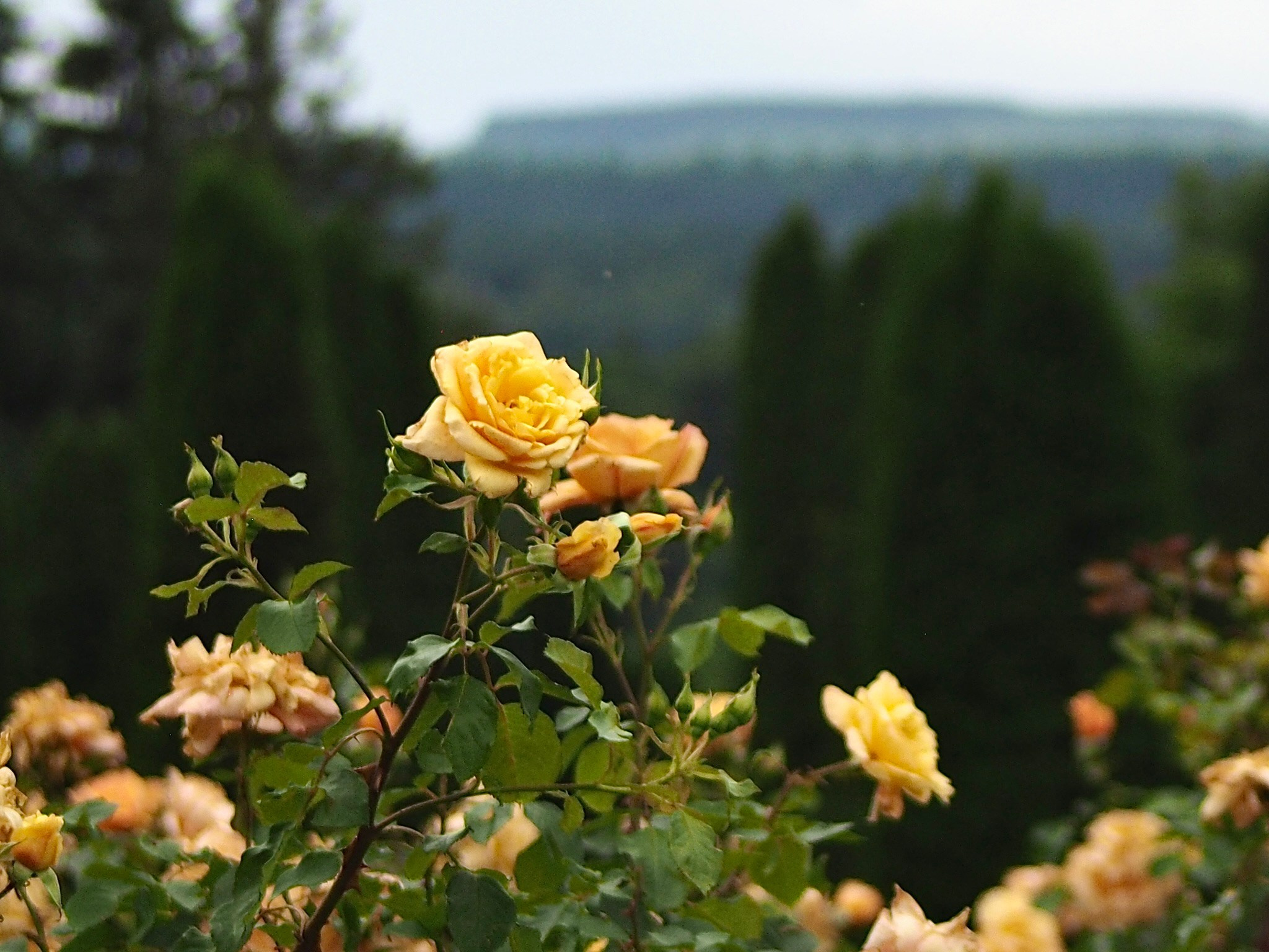 Флора и фауна. Смотри, красота!
