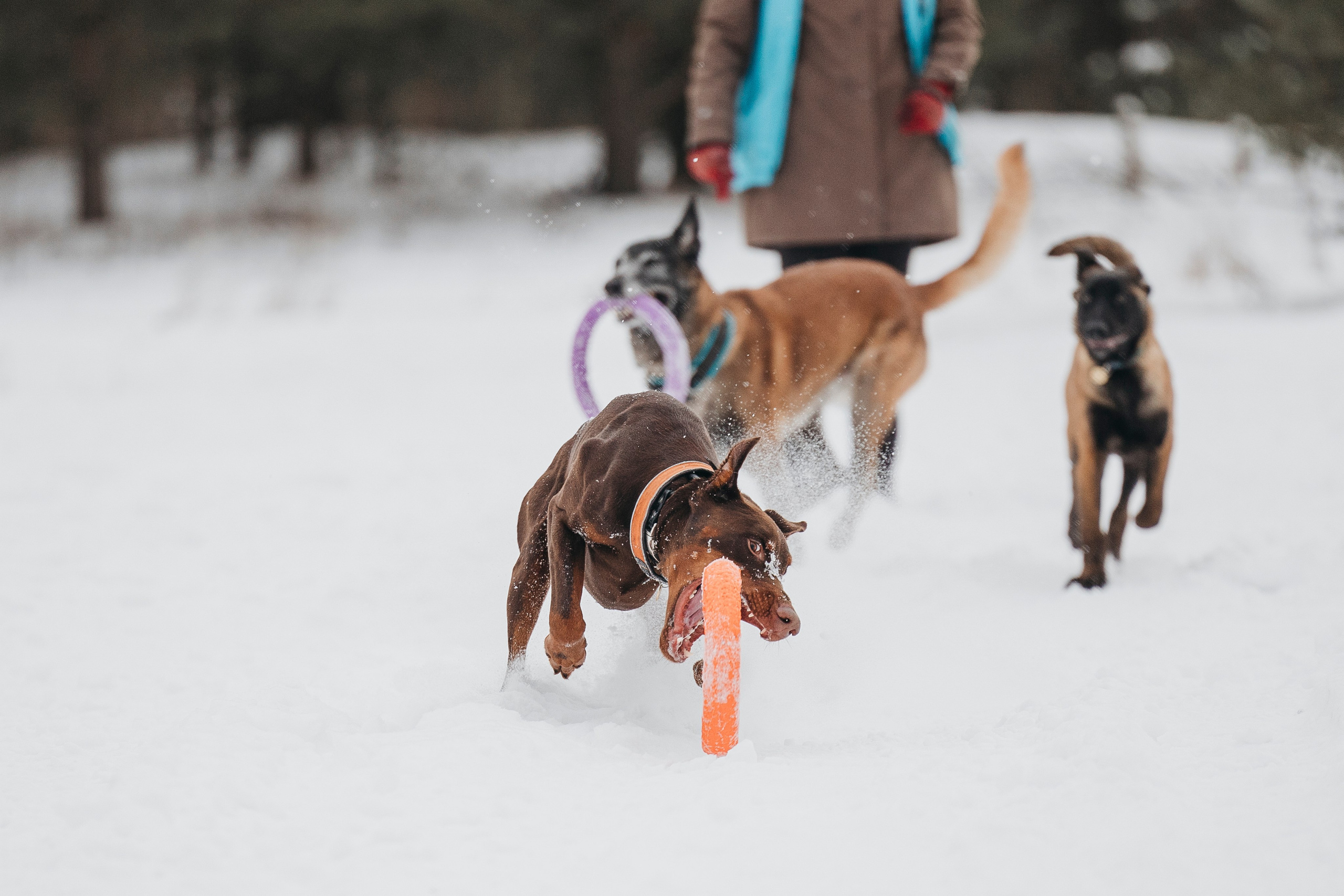 Даша, Омен, Айс и Рицу. Фотограф-анималист Анна Маринич