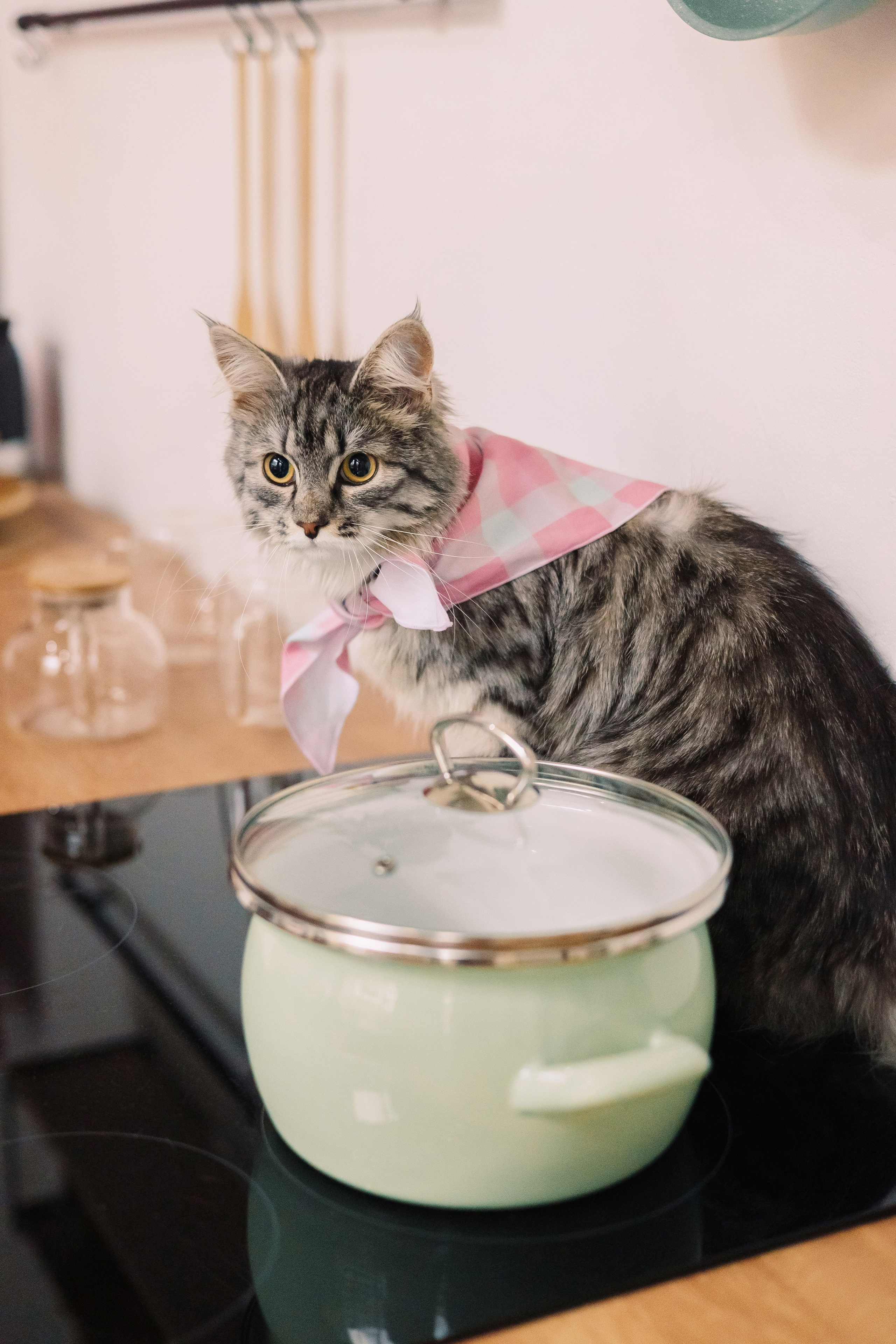 Магазин Friend of mine. Фотограф-анималист Елена Радченко, Москва