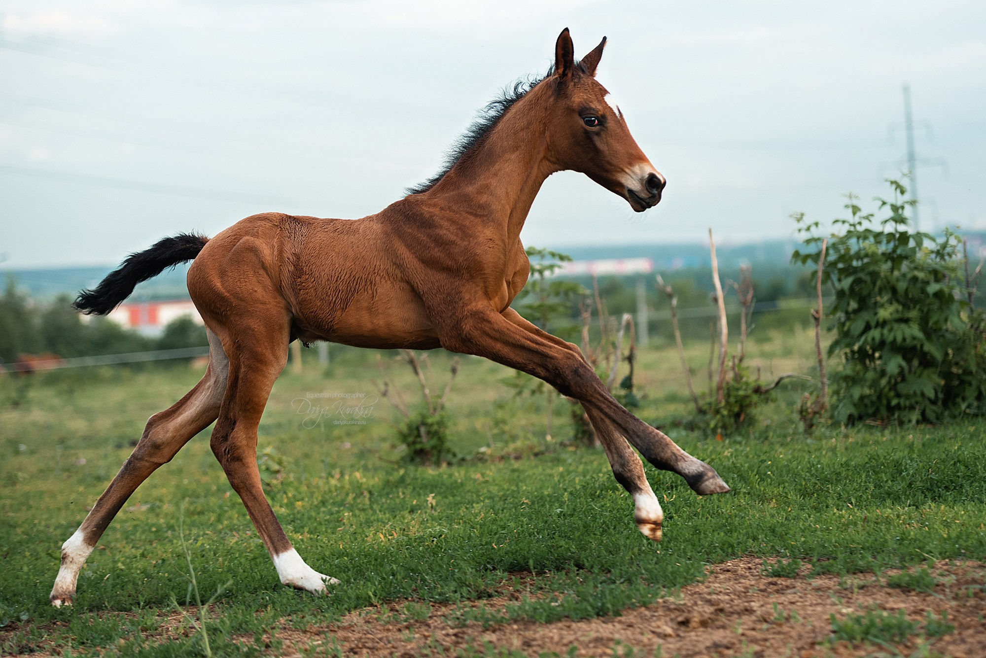 Малышка Кэндис. Конный фотограф Куракина Дарья • Фотосессии с лошадьми