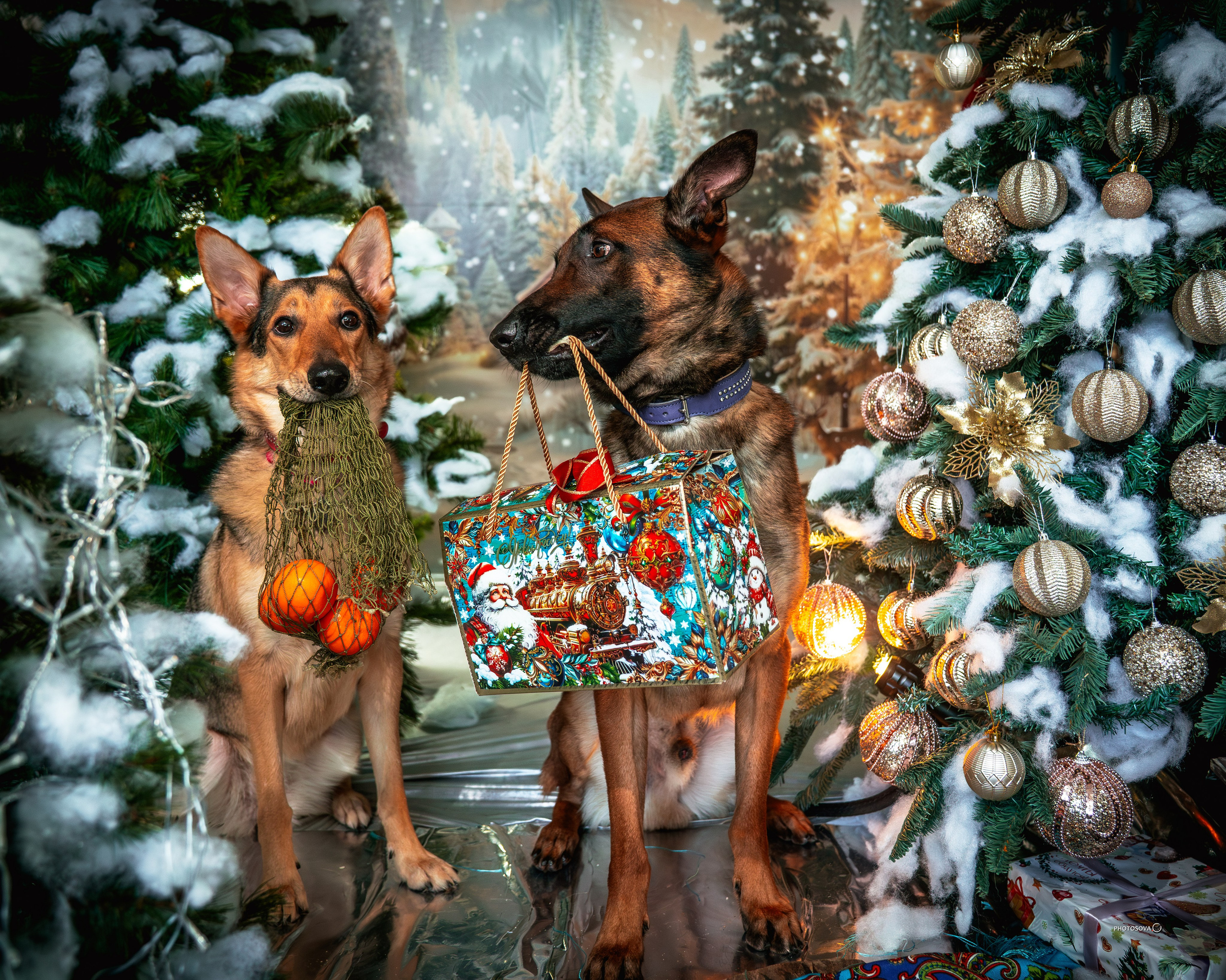 ФОТОПАМЯТЬ ВАШИХ ЭМОЦИЙ. Фотограф-анималист, семейный фотограф в Москве и Подмосковье. Фотосъёмка кинологических дисциплин