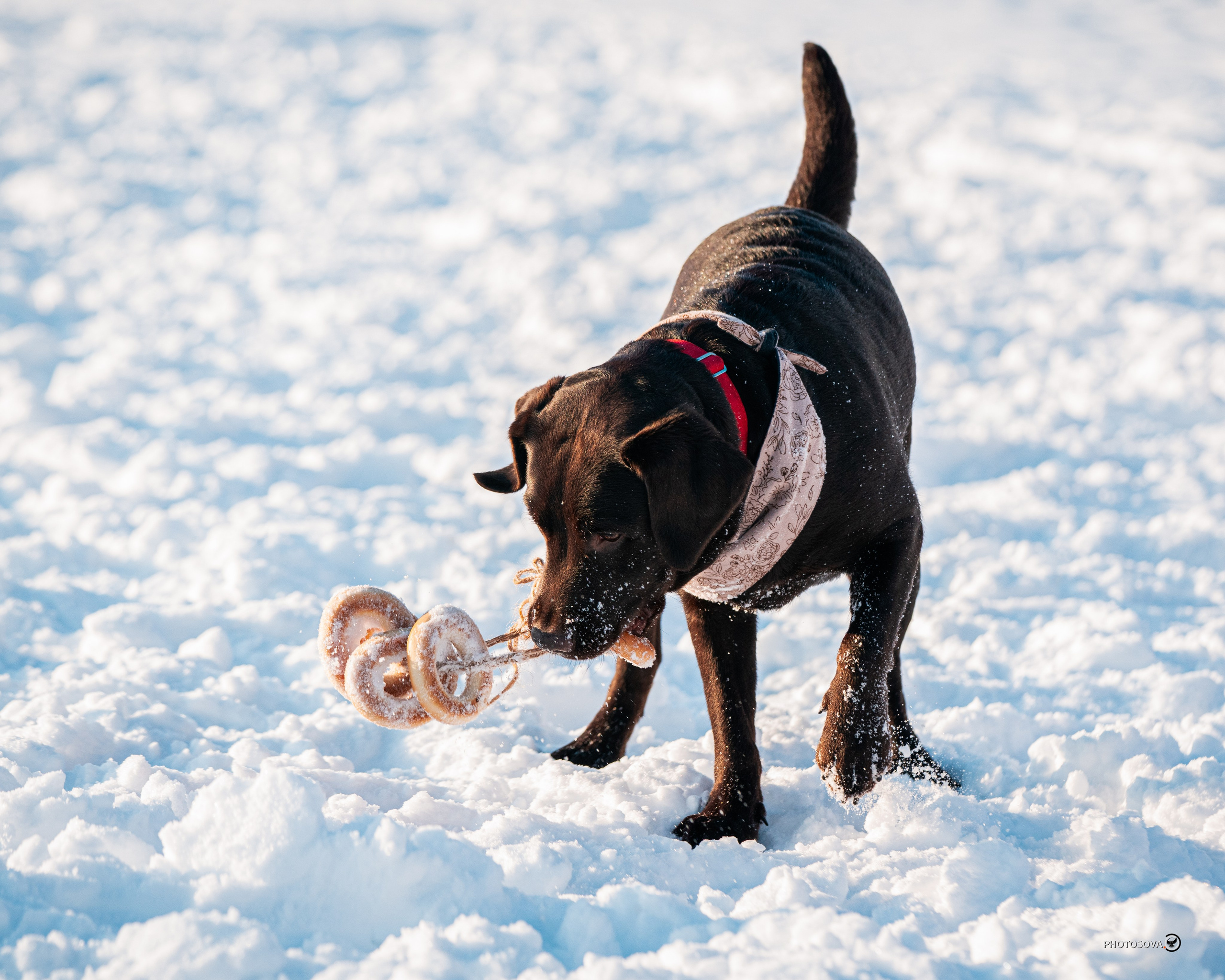 ФОТОПАМЯТЬ ВАШИХ ЭМОЦИЙ. Фотограф-анималист, семейный фотограф в Москве и Подмосковье. Фотосъёмка кинологических дисциплин