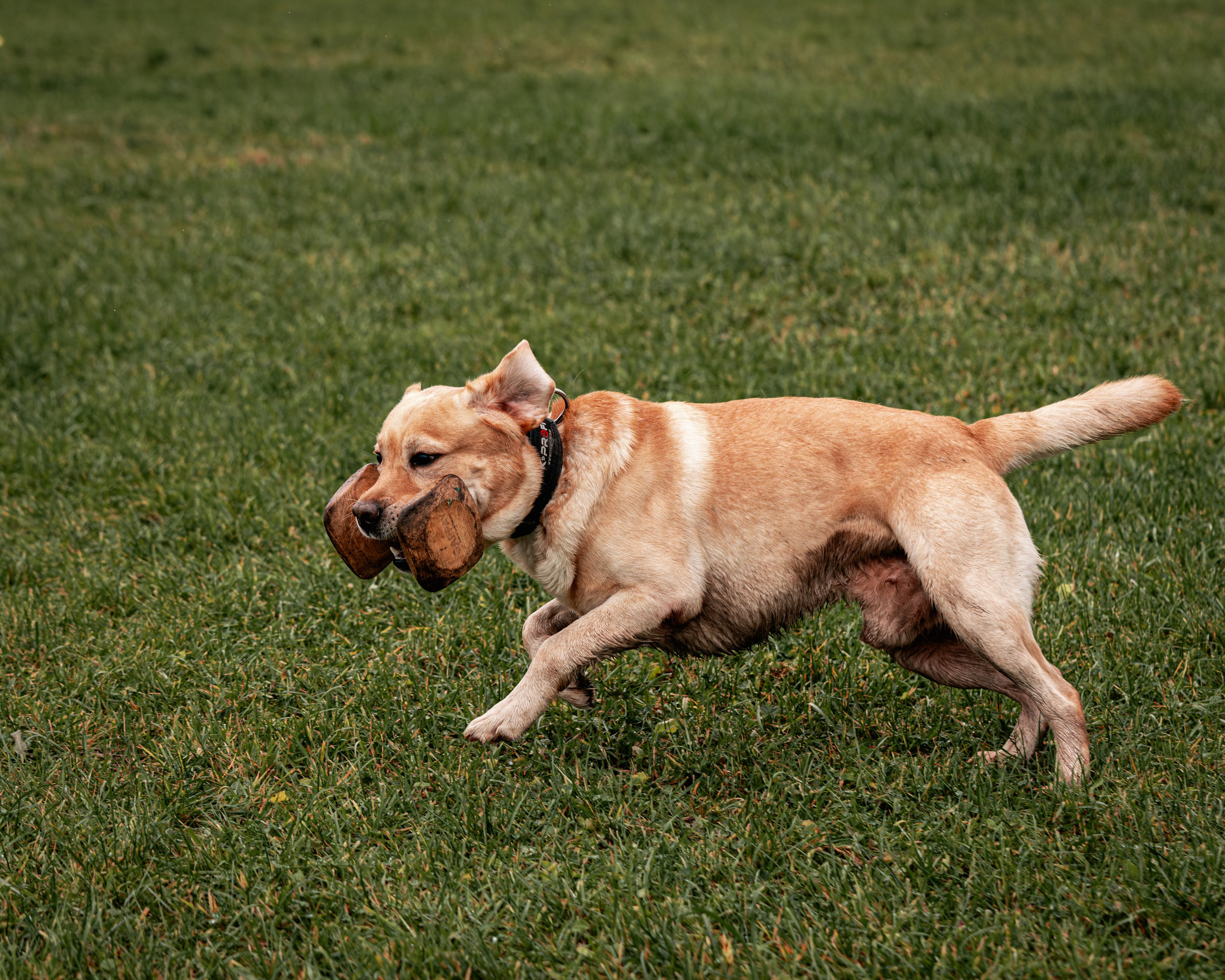 МЫ — КОМАНДА (соревнования) OKD, BH, IBGH, IGP. Фотограф-анималист, семейный фотограф в Москве и Подмосковье. Фотосъёмка кинологических дисциплин