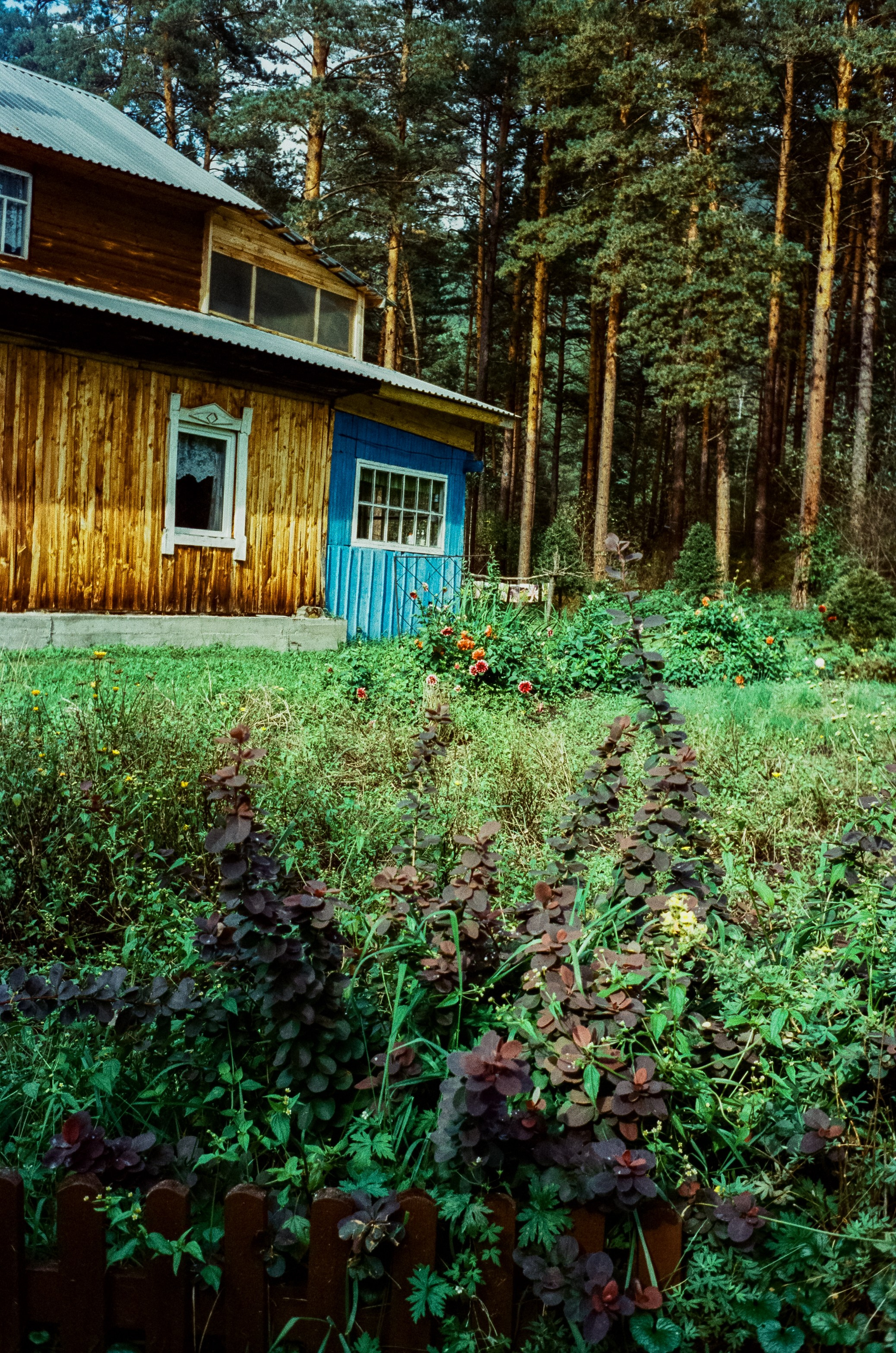 Горно-Алтайский ботанический сад / 13 сентября 2024 года / Minox 35 GT / SFL 250D