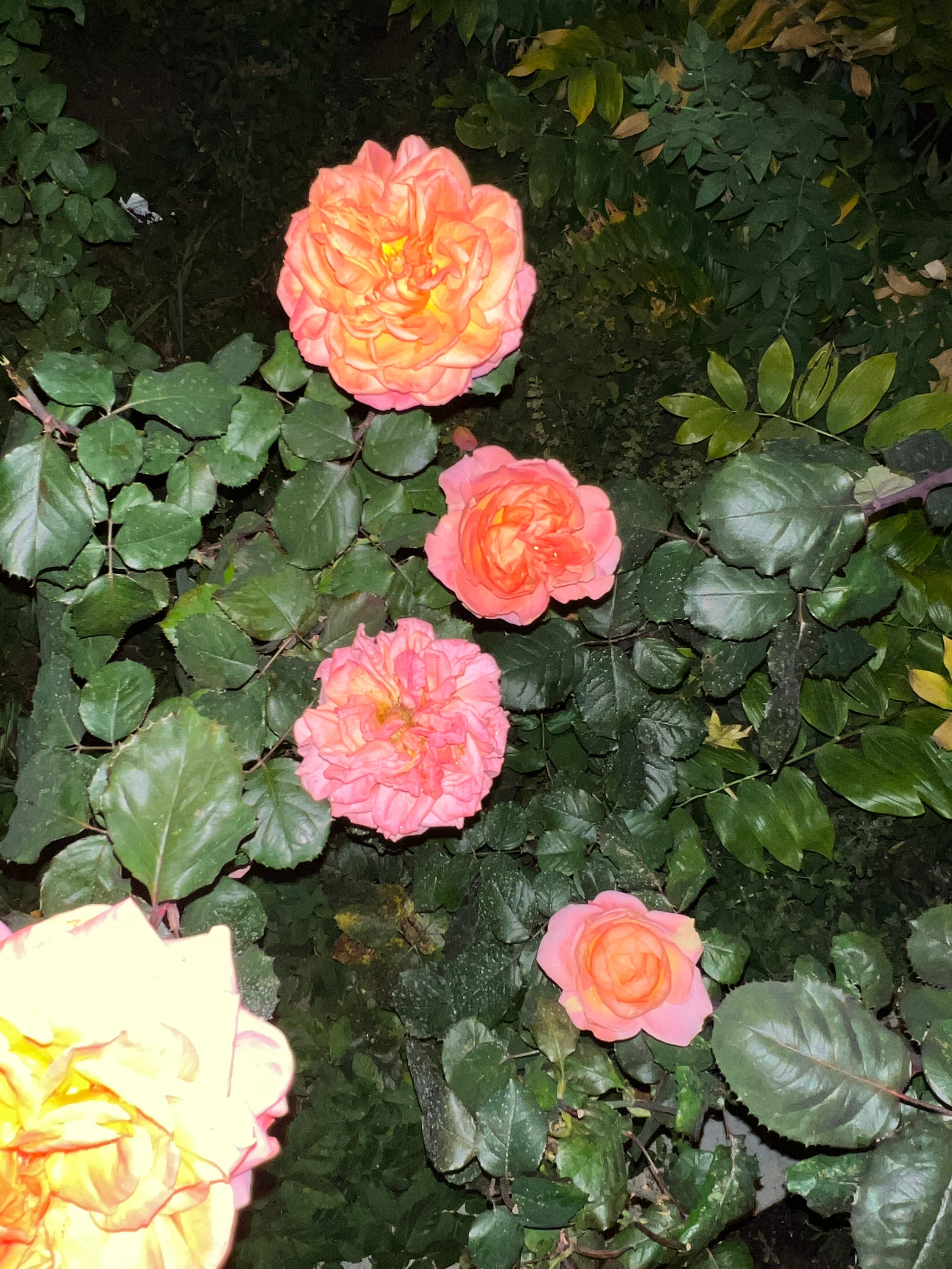 Цветы ночи. Анна Хвалина