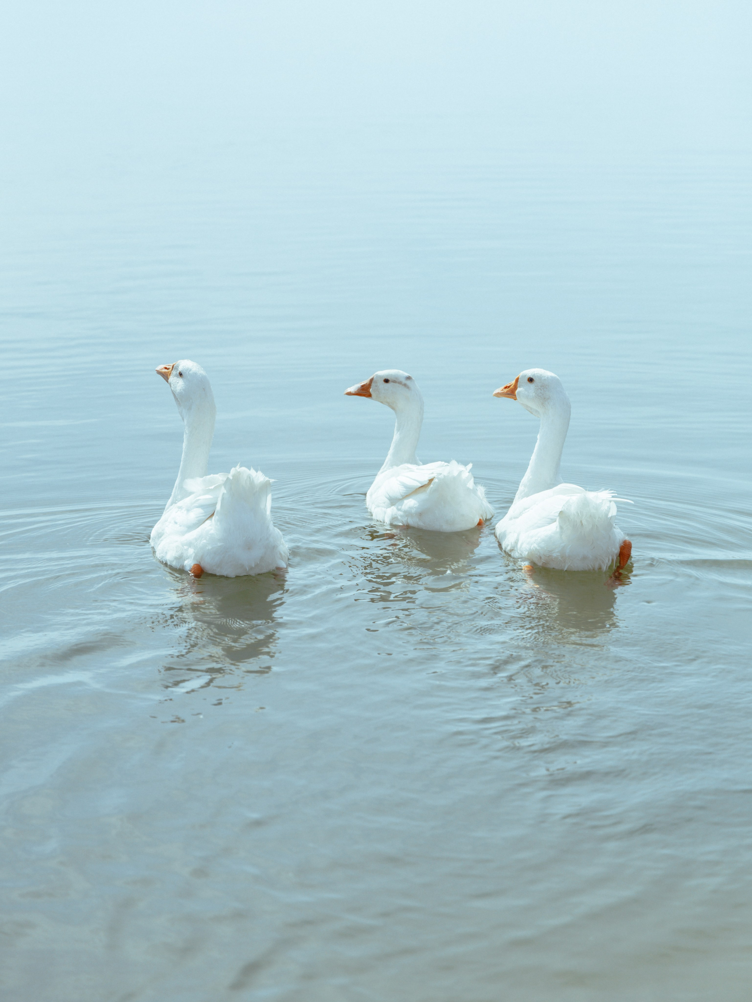 Domik в саду. Артем Корнев Фотограф