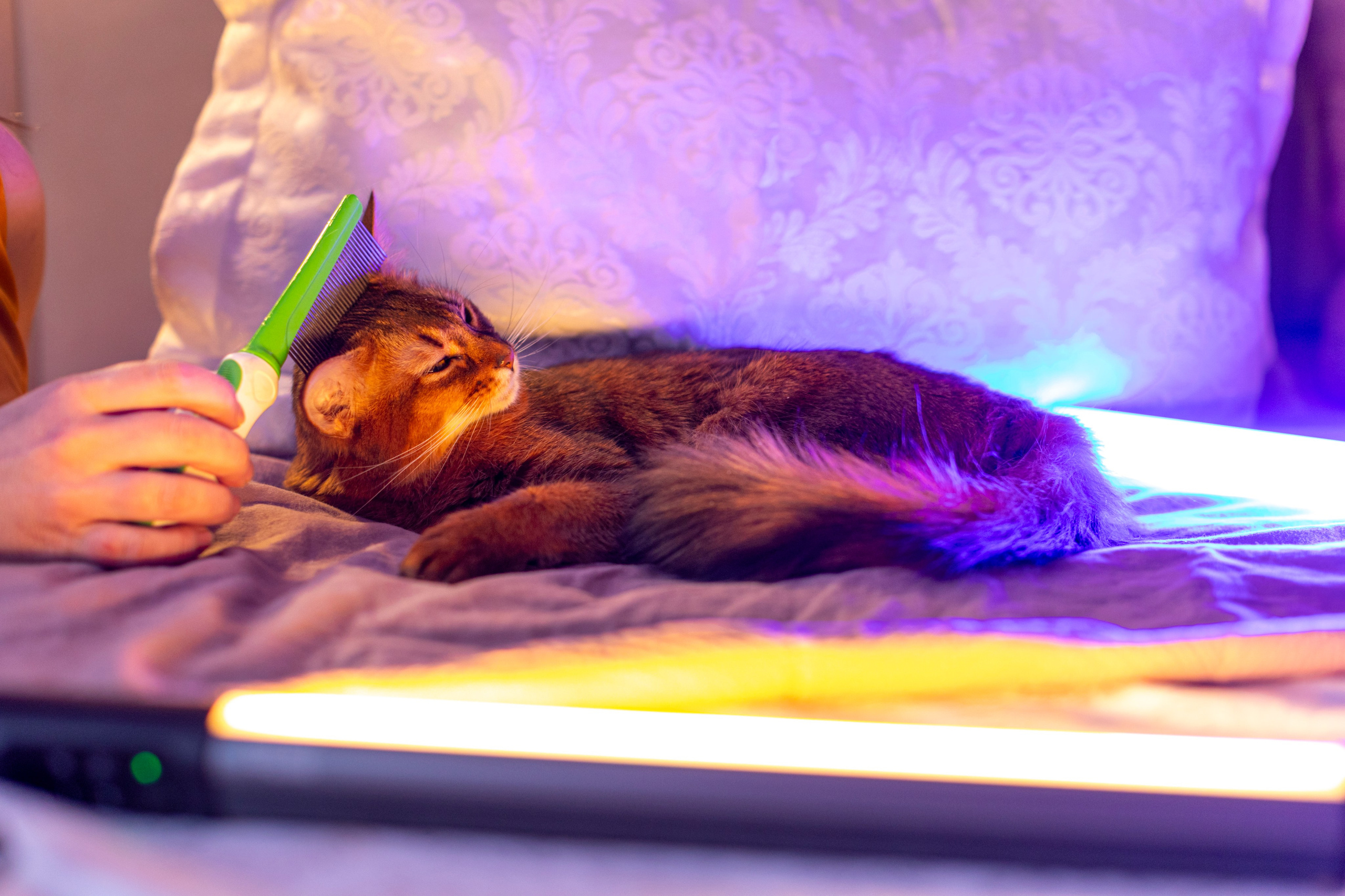 Сомали. Art my Pho