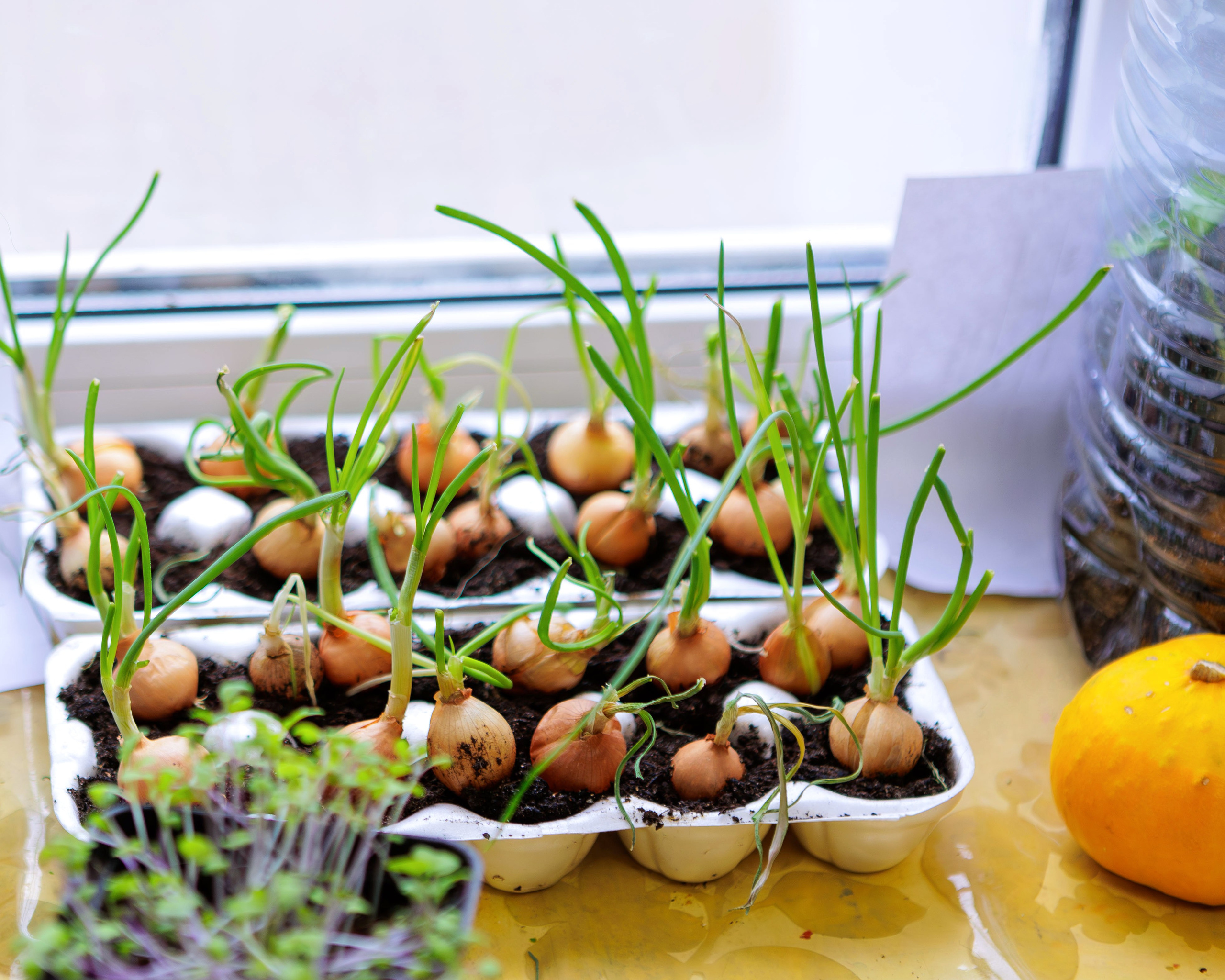 МК к 8 марта. Выпускные альбомы и школьный фотограф в Подольске, Троицке, Щербинке, Москве и Московской области