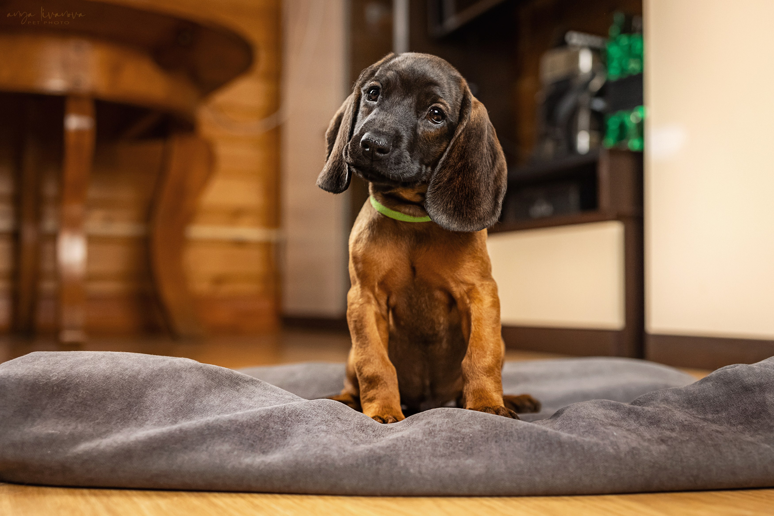 Баварцы. Фотограф анималист Аня Ливанова | Рыбинск