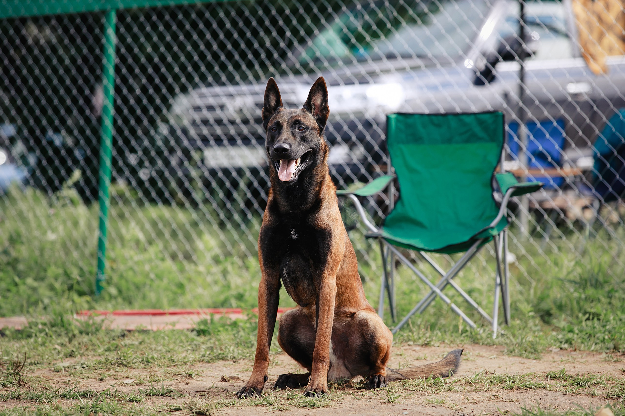 Мондьоринг М1, М2, М3, Вологда. Фотограф-анималист Mary Mart — Москва, Питер