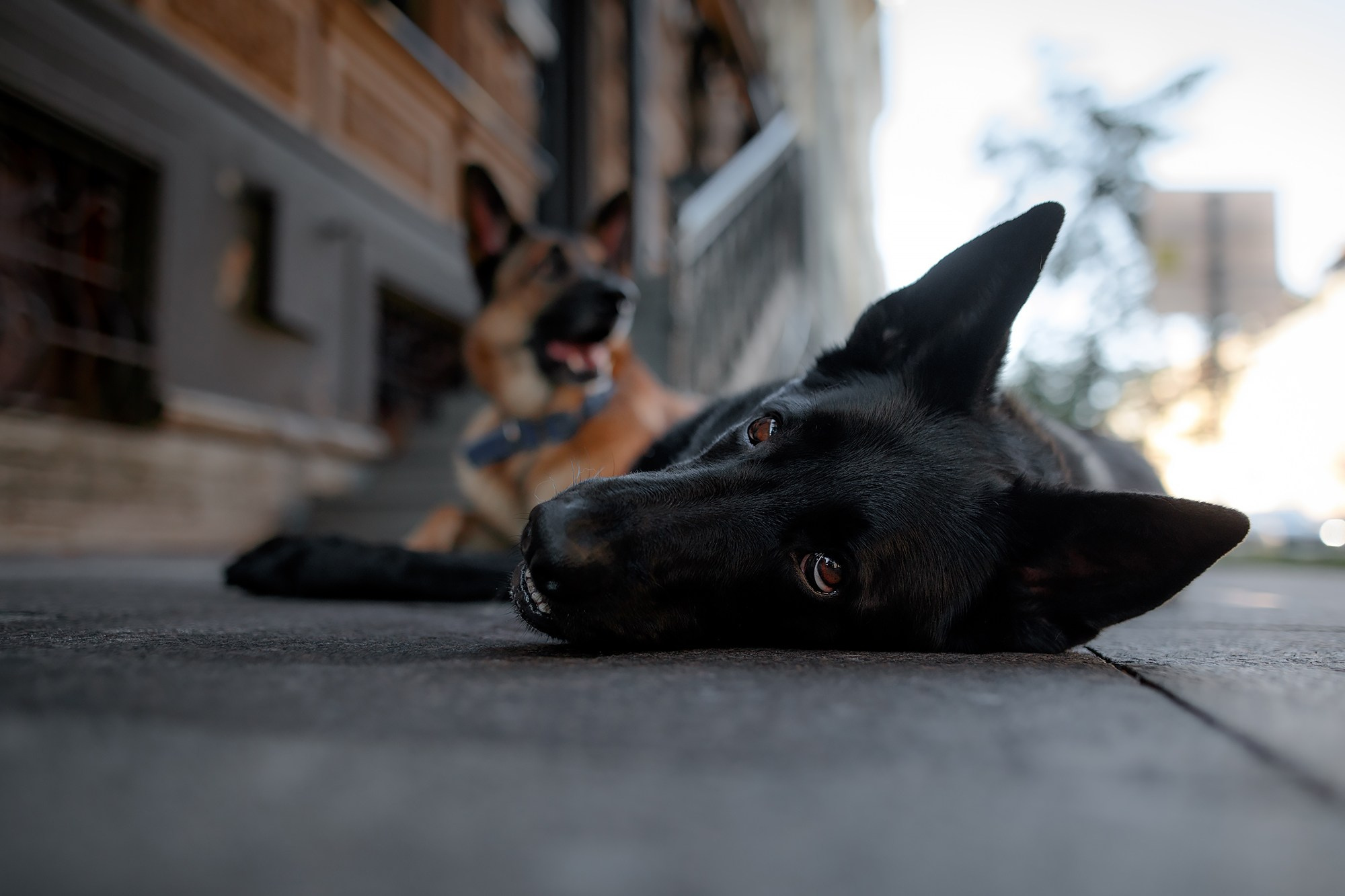 Алена, Кай и Мара. Фотограф-анималист Mary Mart — Москва, Питер
