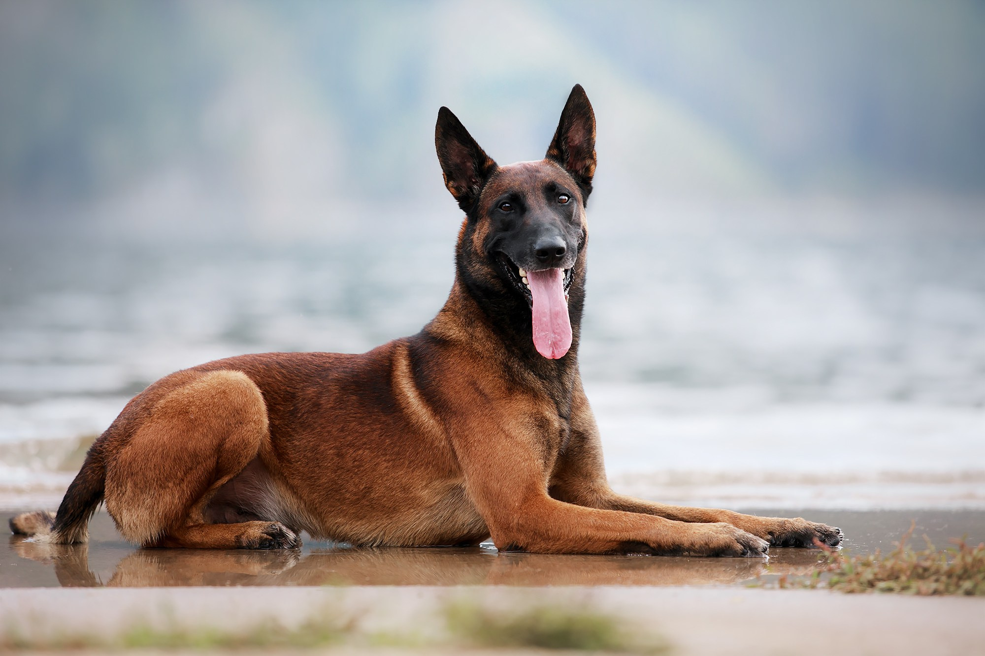 Малинуа в лицах. Фотограф-анималист Mary Mart — Москва, Питер